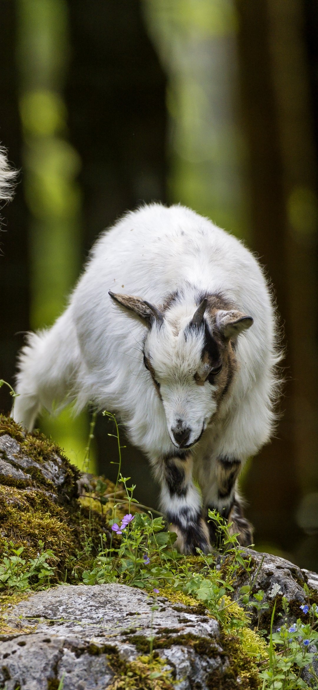 Animal goat, Nature's marvel, Wild wonder, Majestic creature, 1080x2340 HD Phone
