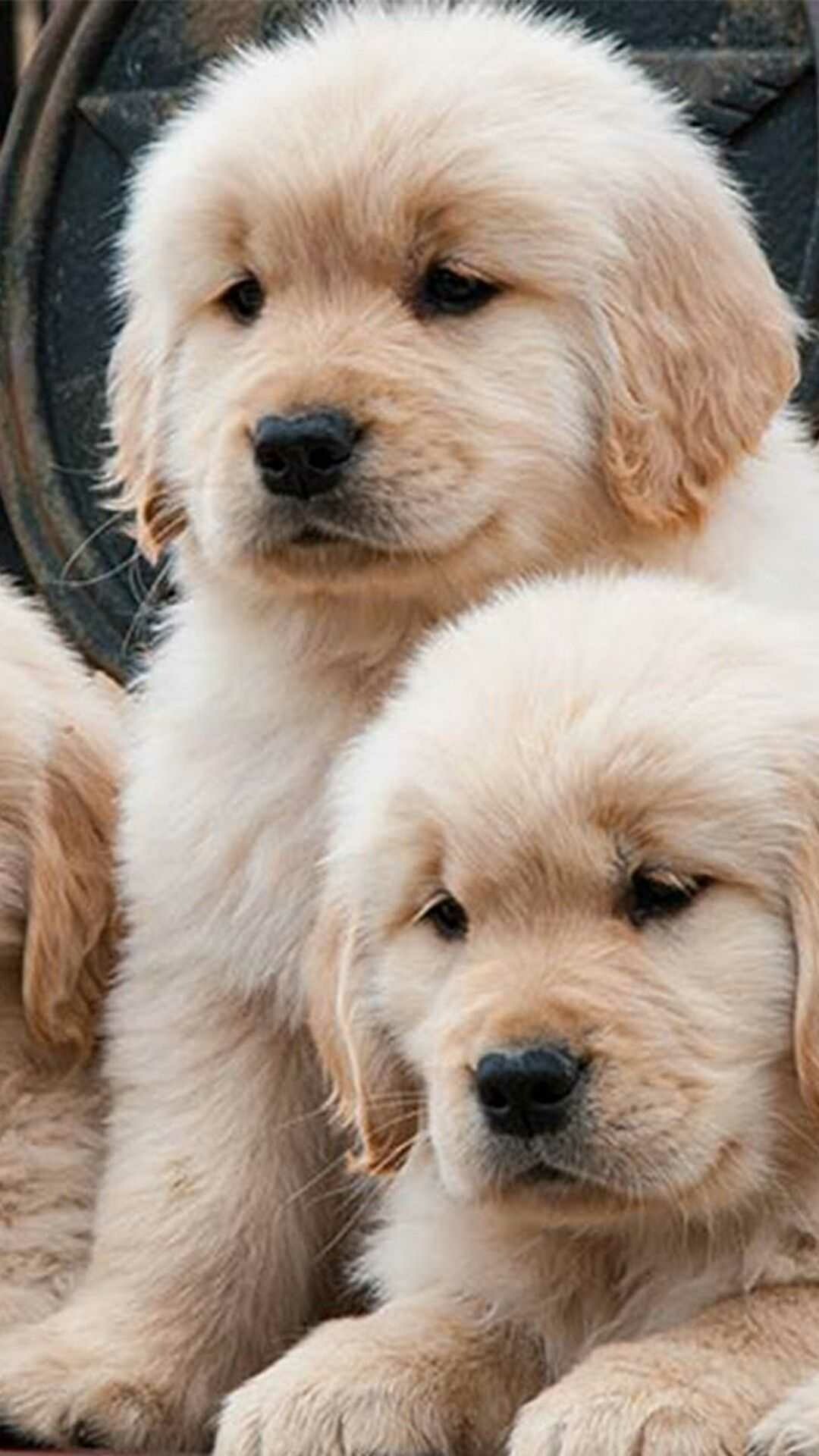 Puppy: Often called "man's best friend" because they fit in with human life. 1080x1920 Full HD Wallpaper.
