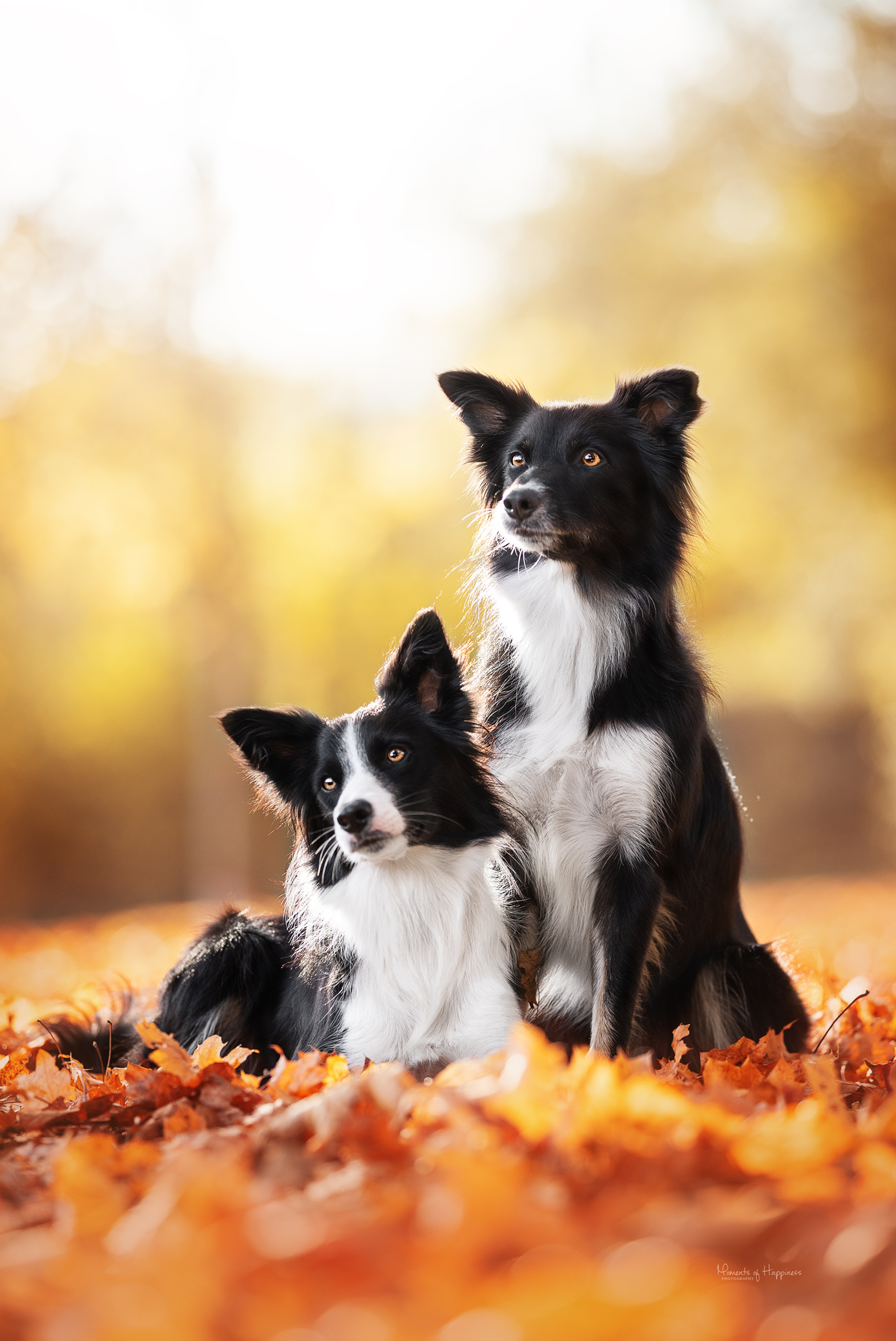 Border Collie kennel, Caring breeders, Healthy puppies, Canine enthusiasts, 1390x2080 HD Phone