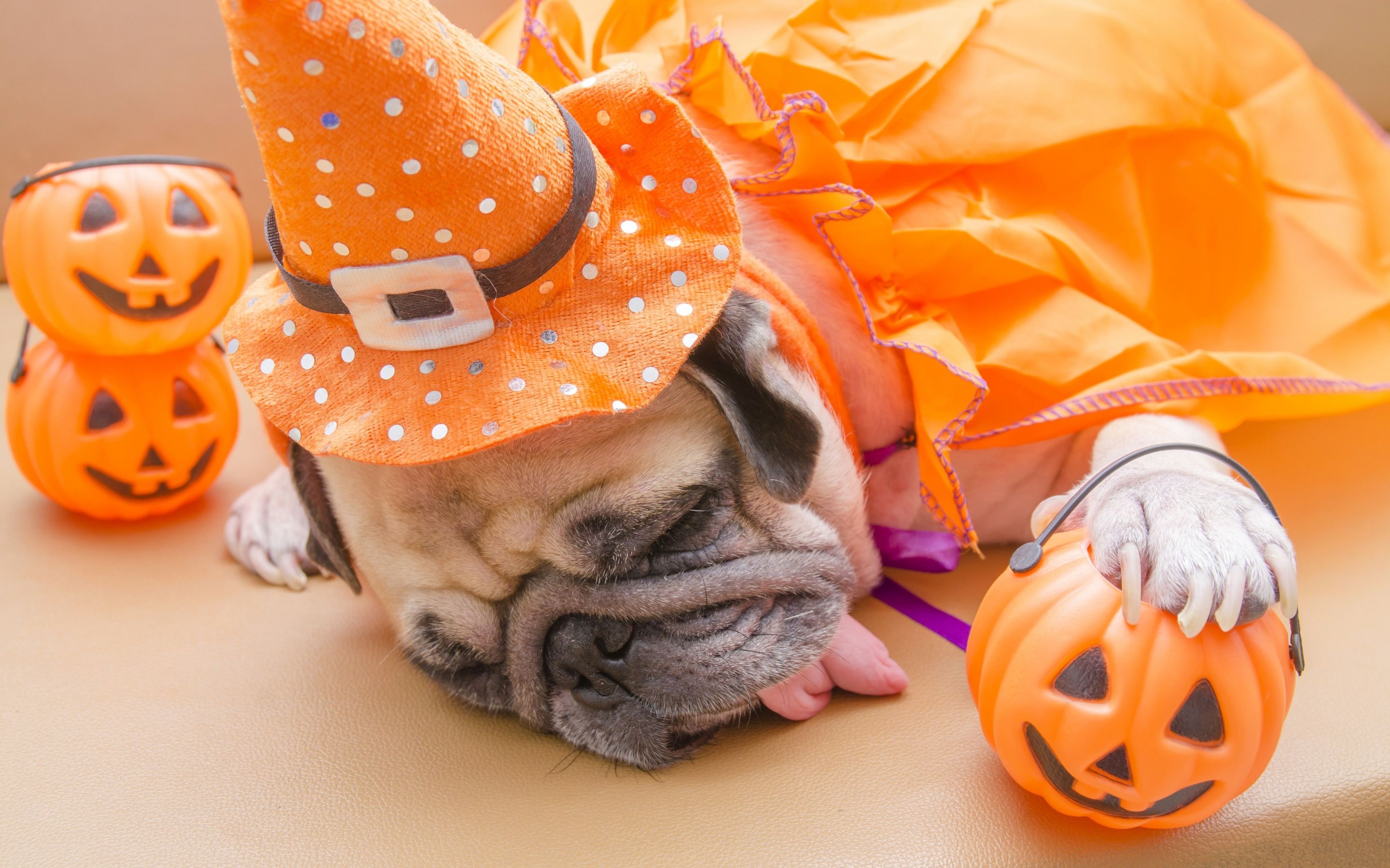 Halloween Pets, Cute Halloween dogs, Playful poses, Festive furballs, 2880x1800 HD Desktop