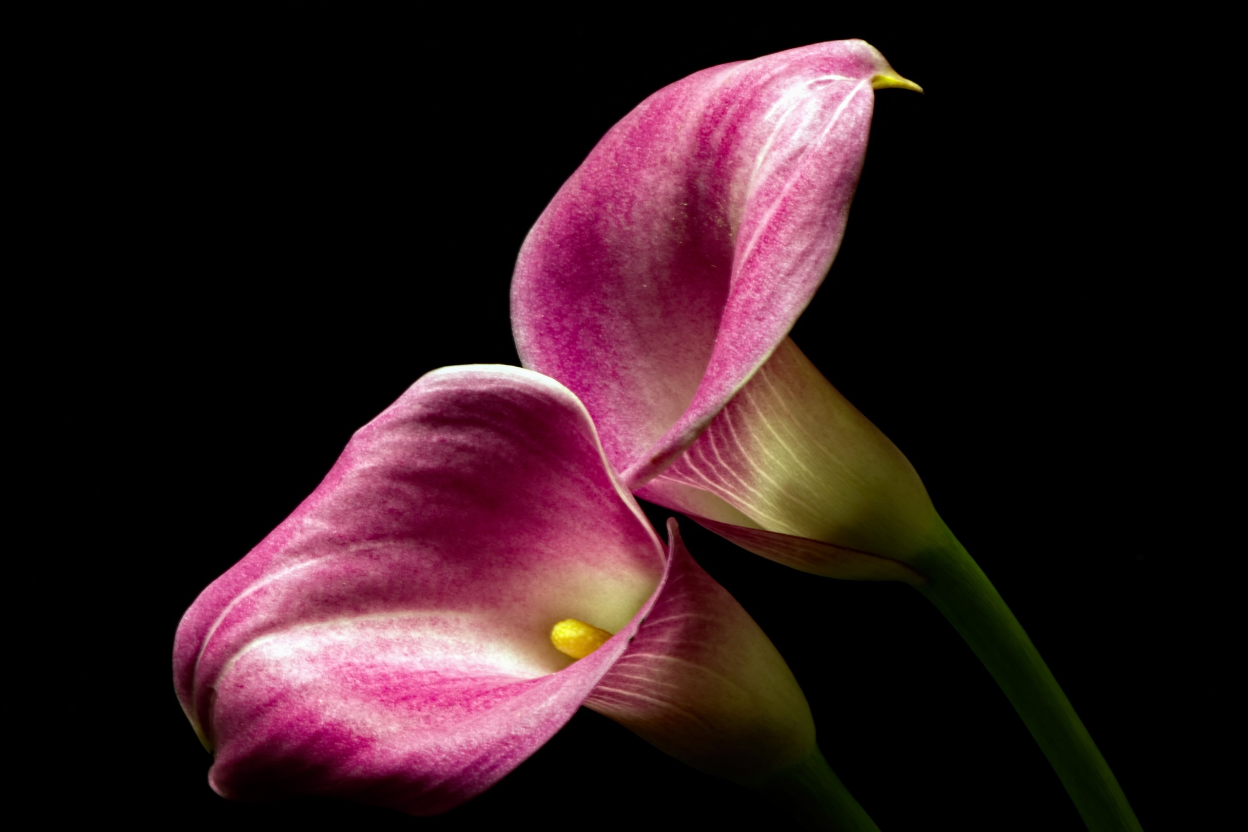 Calla Lily: A rhizomatous herbaceous perennial plant growing in bogs and ponds. 2560x1710 HD Background.