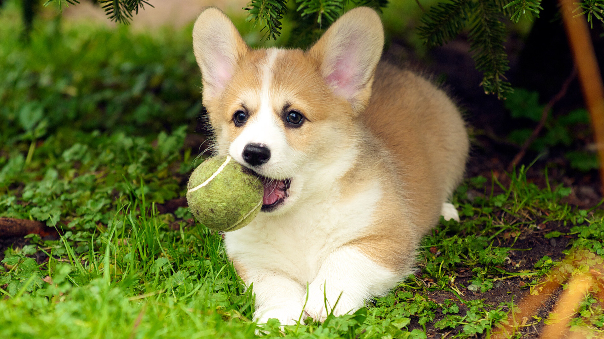Corgi: Dog, Puppies, The breed has short but powerful legs, muscular thighs, and a deep chest. 1920x1080 Full HD Background.