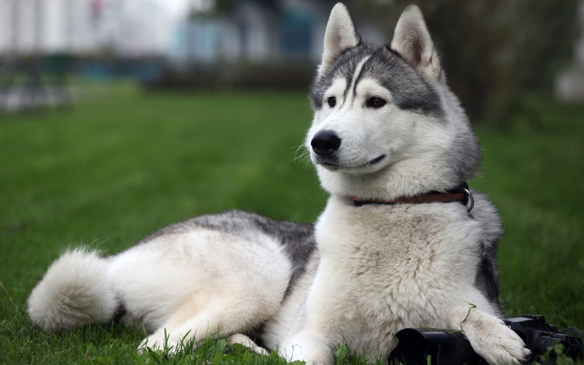 Siberian Husky: The 12th most popular breed in the United States, according to the AKC. 1920x1200 HD Wallpaper.