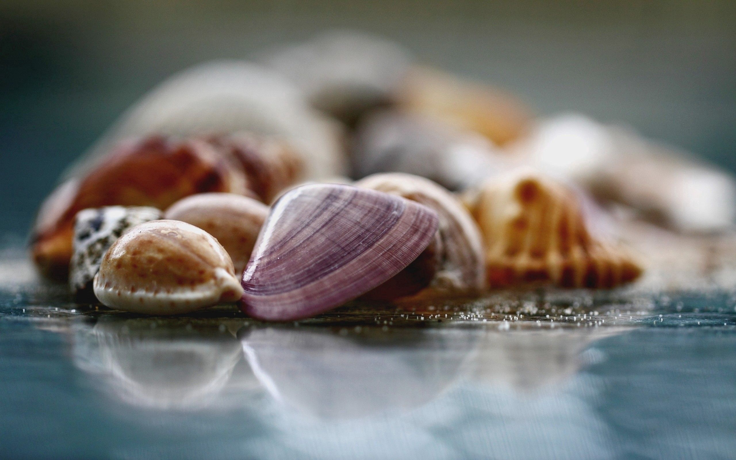 Sea Shell: Different species of bivalves have been used as scrapers, blades, and clasps. 2560x1600 HD Wallpaper.