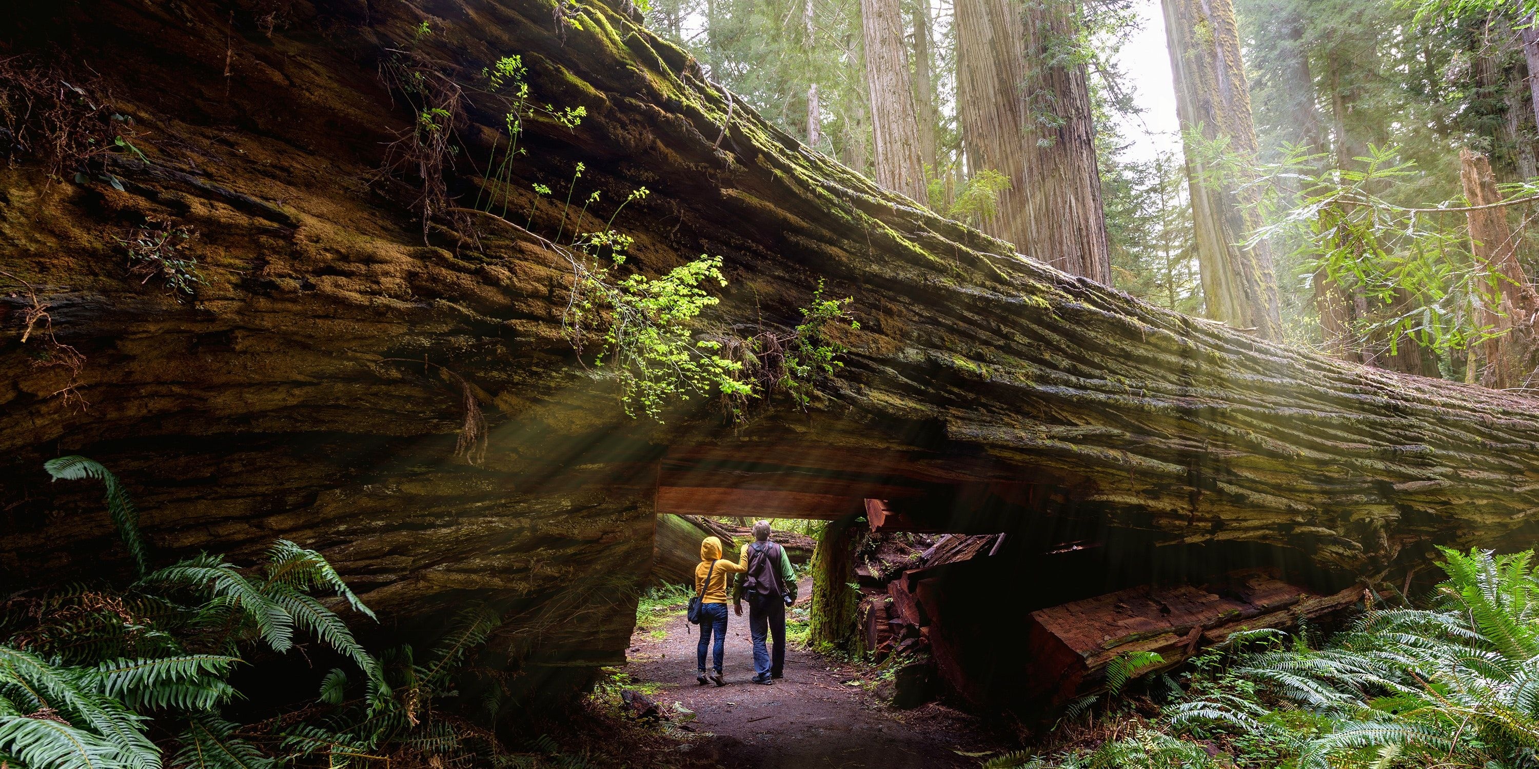 Giant redwoods, Natural wonder, Towering trees, Coastal beauty, 3000x1500 Dual Screen Desktop