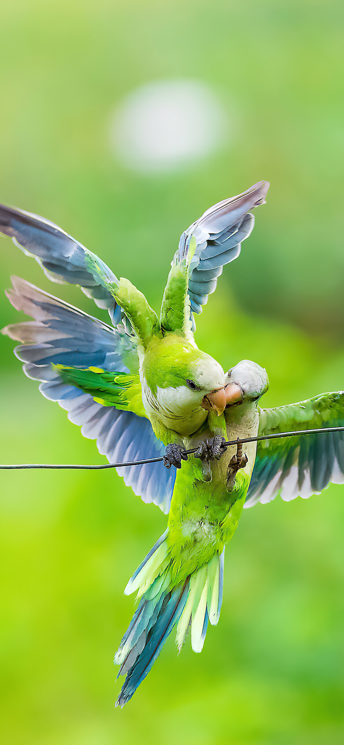 Parrot: Monk parakeet, the only member of the family to build stick nests and to nest colonially. 1130x2440 HD Background.