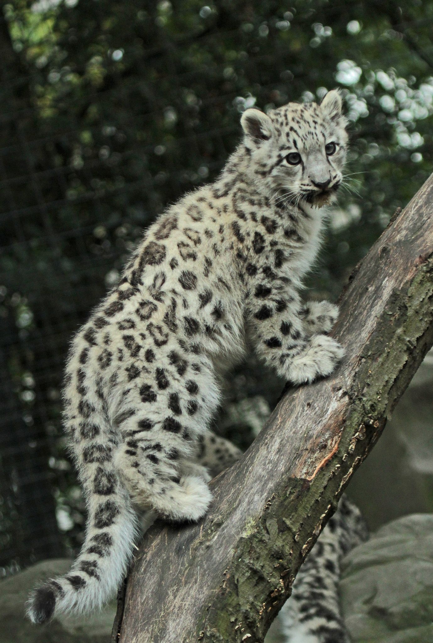 Snow Leopard wallpaper ideas, Wild cats, Big cats, Breathtaking visuals, 1380x2050 HD Handy