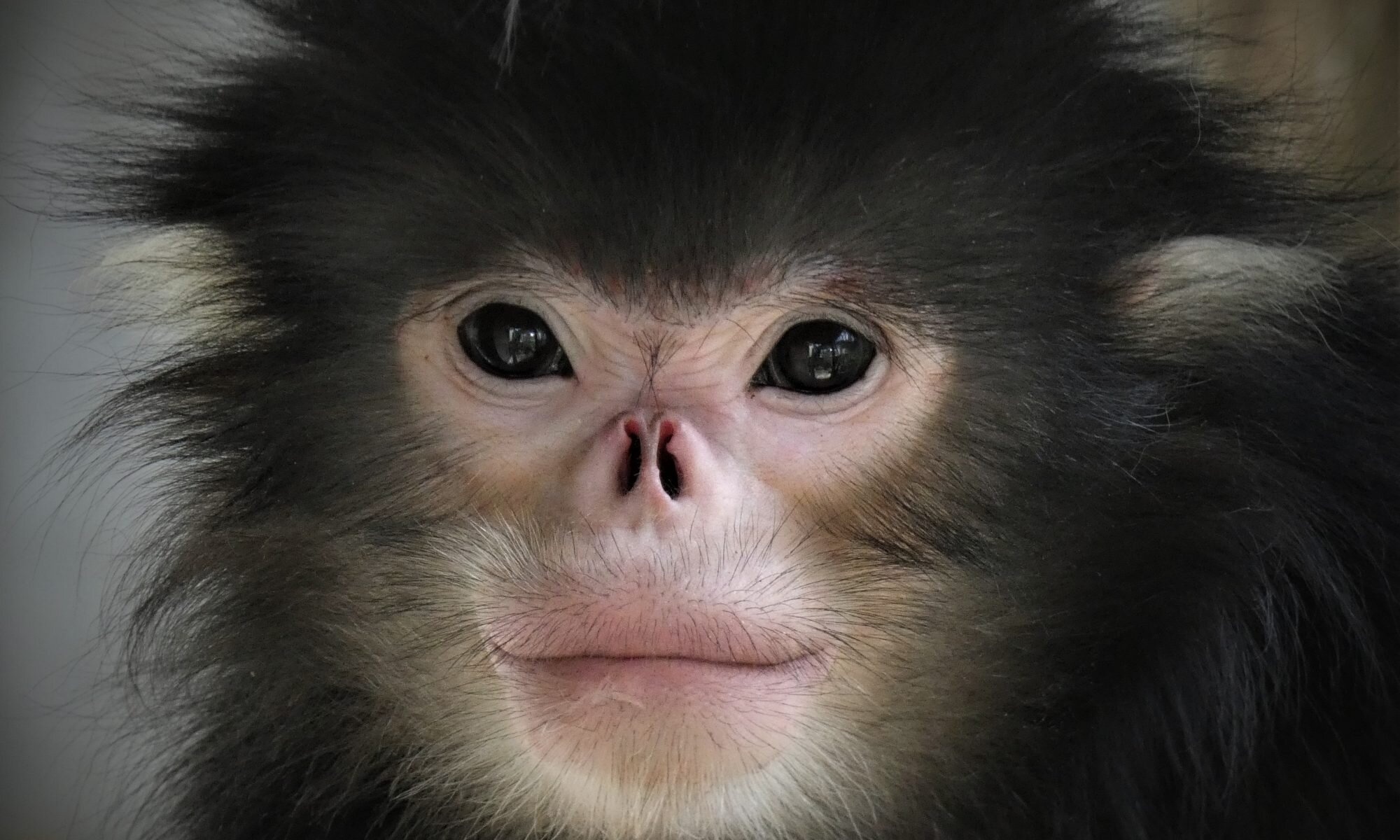 Protected area, Critically endangered monkey, Hopes raised, 2000x1200 HD Desktop