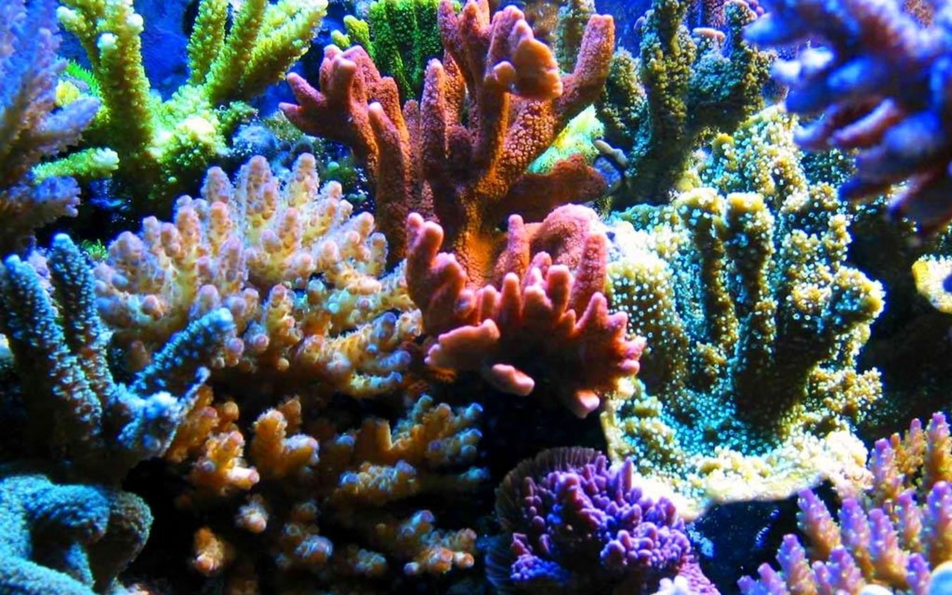 Coral Sea, Coral HD wallpaper, Background image, 1920x1200 HD Desktop