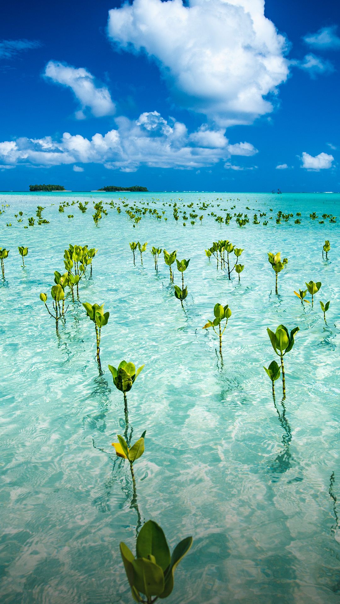 Tuvalu travels, Young mangroves, Marine park, Ecosystem preservation, 1080x1920 Full HD Handy