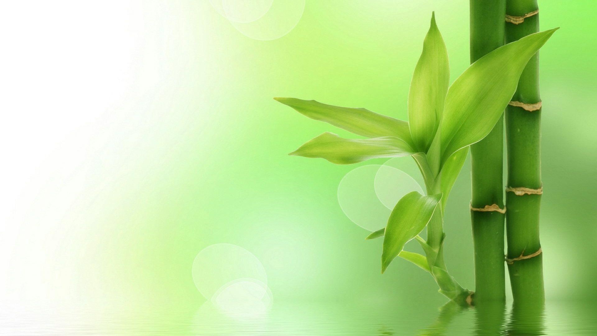 Bamboo: Evergreen perennial flowering plant, The largest member of the grass family. 1920x1080 Full HD Background.