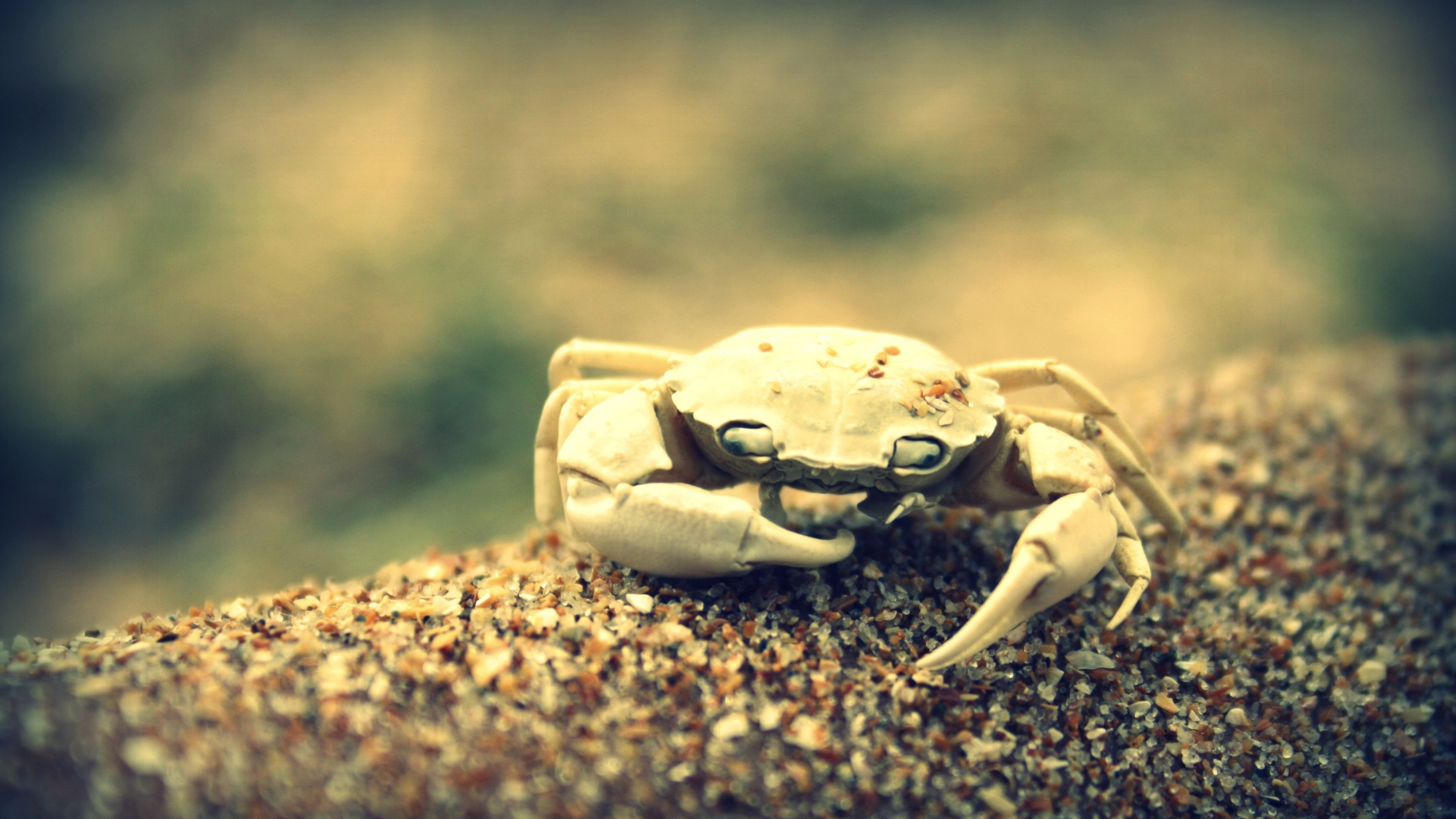 Crab: Animals with eight walking legs and two grasping claws. 3840x2160 4K Background.