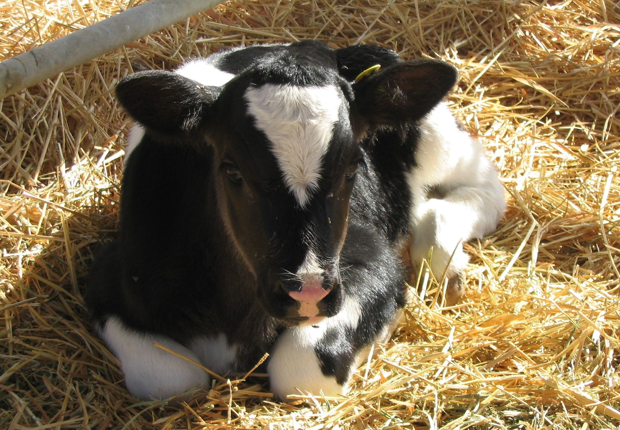 Baby cow, Cute farm animals, Farm cuteness, Animal babies, 2140x1480 HD Desktop