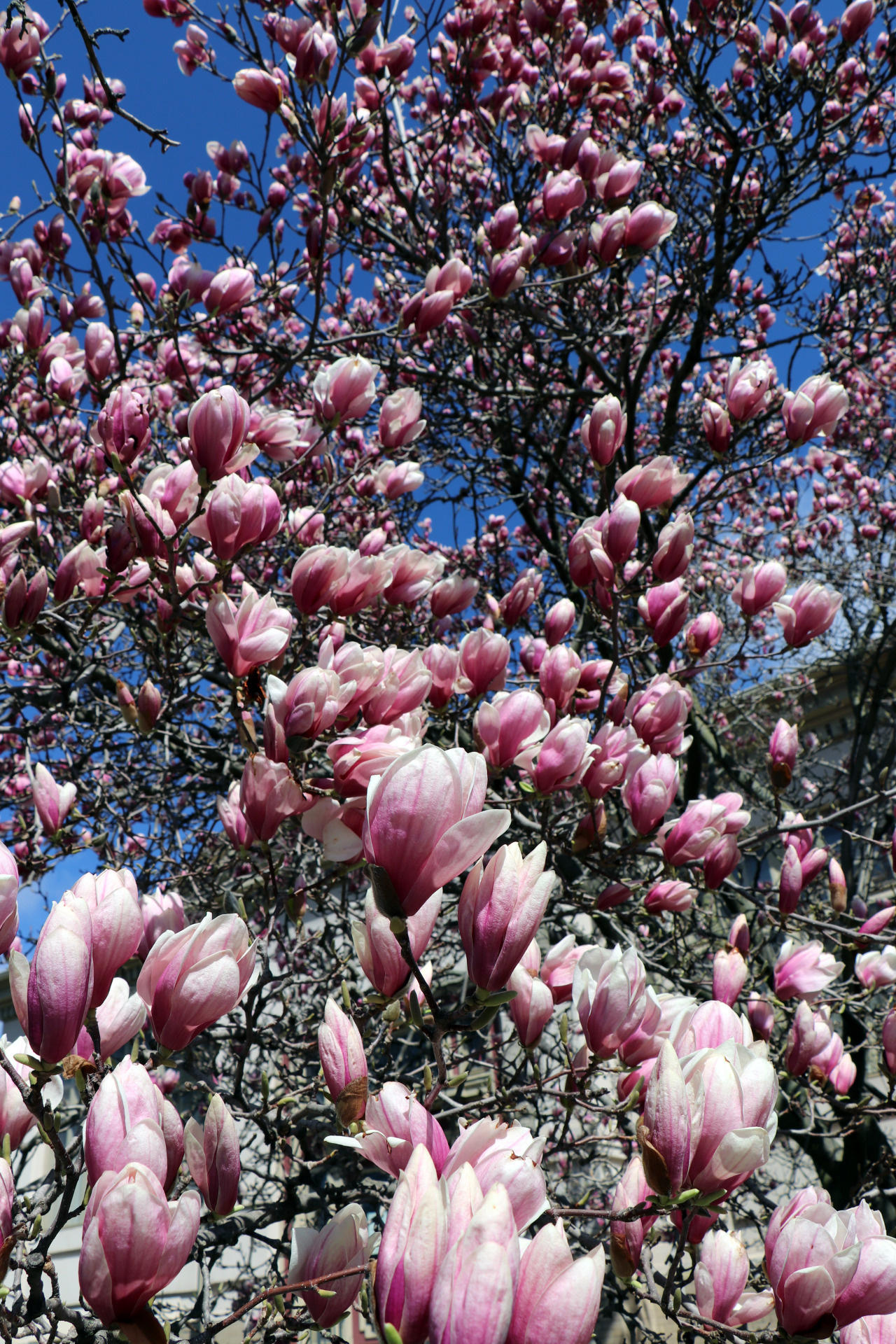 Magnificent magnolia, Tumblr posts, Nature's beauty, Blossom photography, 1280x1920 HD Phone