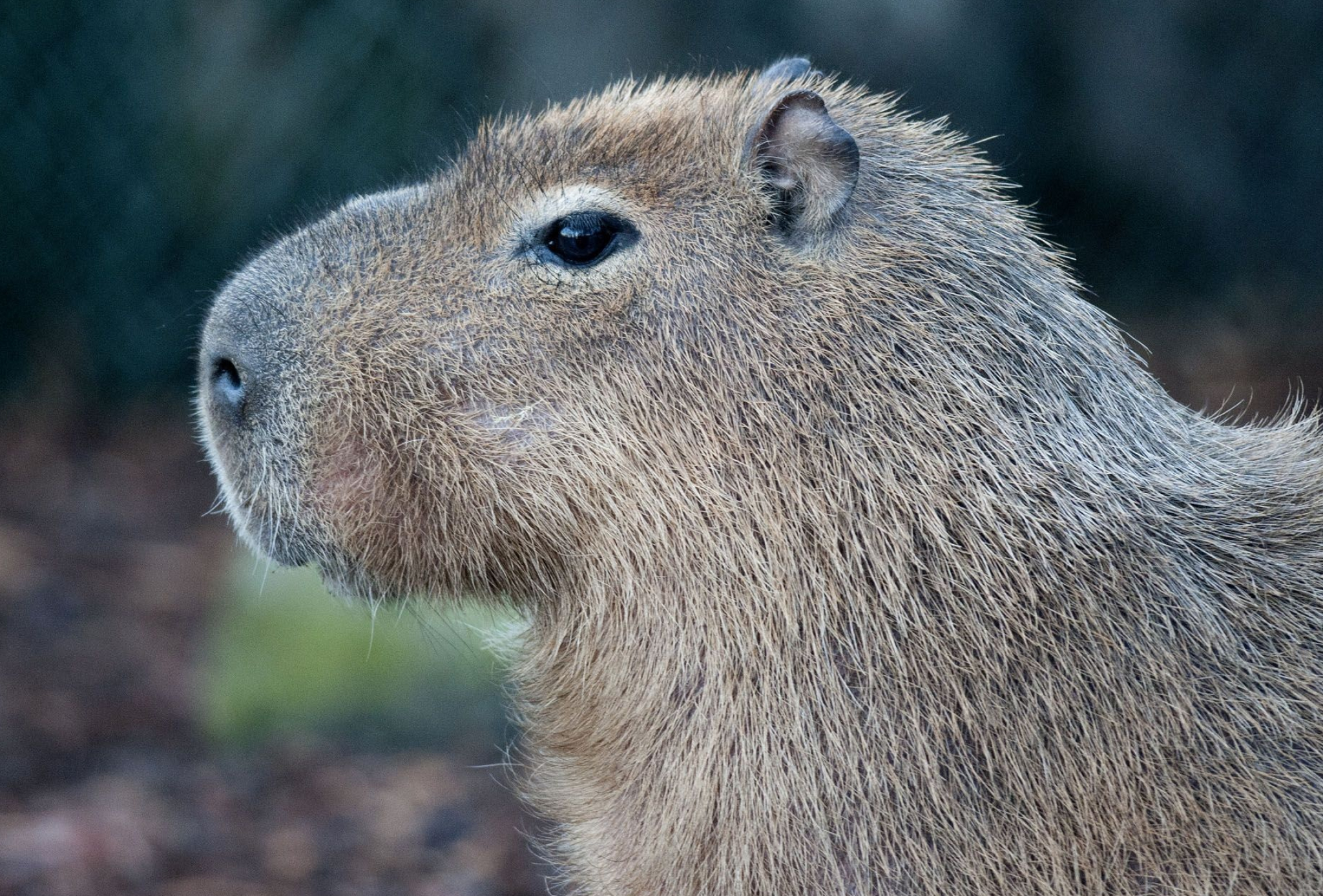 Capybara computer screen, Adorable animals, Nature theme, Rodent cuteness, 2050x1390 HD Desktop