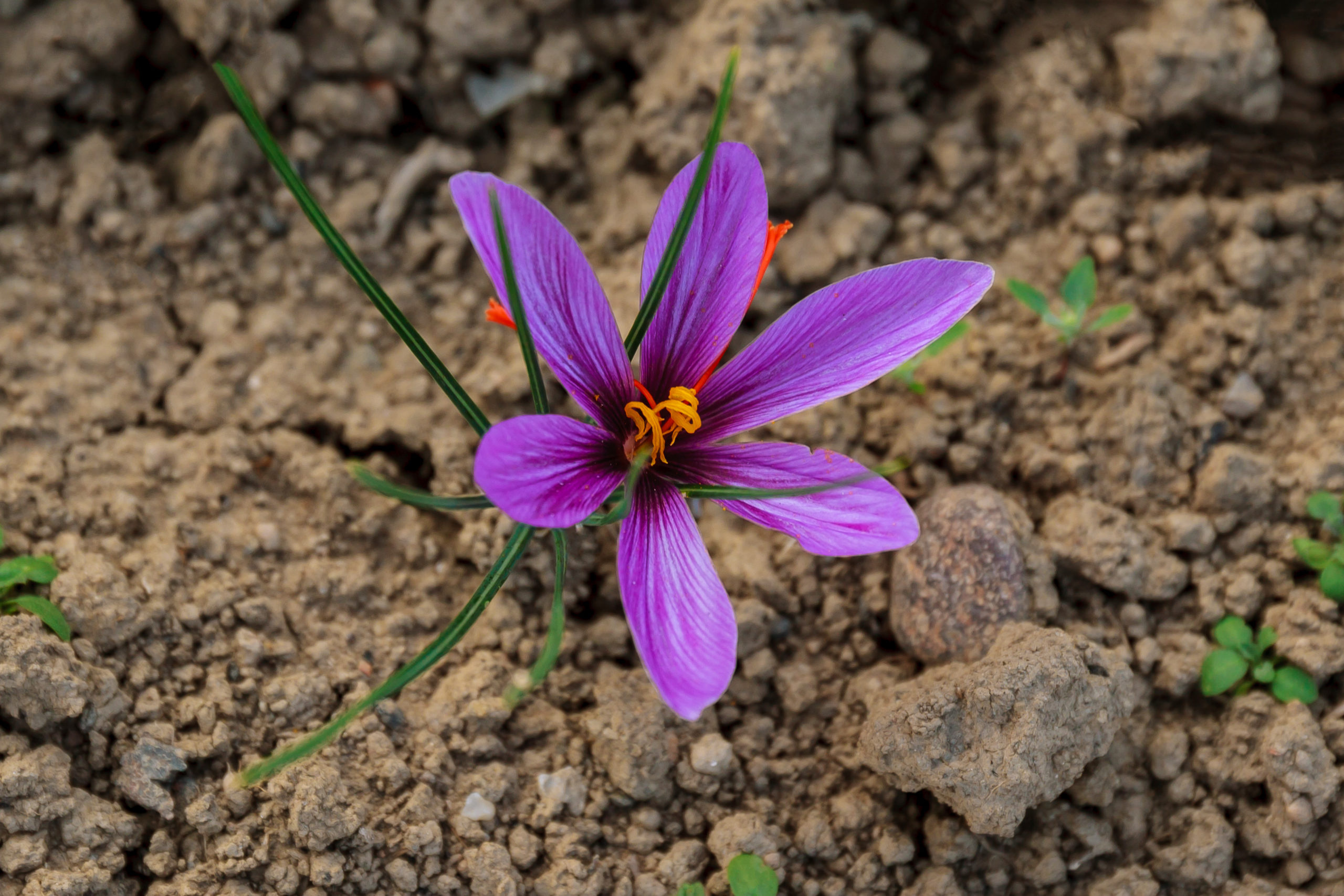 Saffron, Afghanistans saffron growers, 2560x1710 HD Desktop