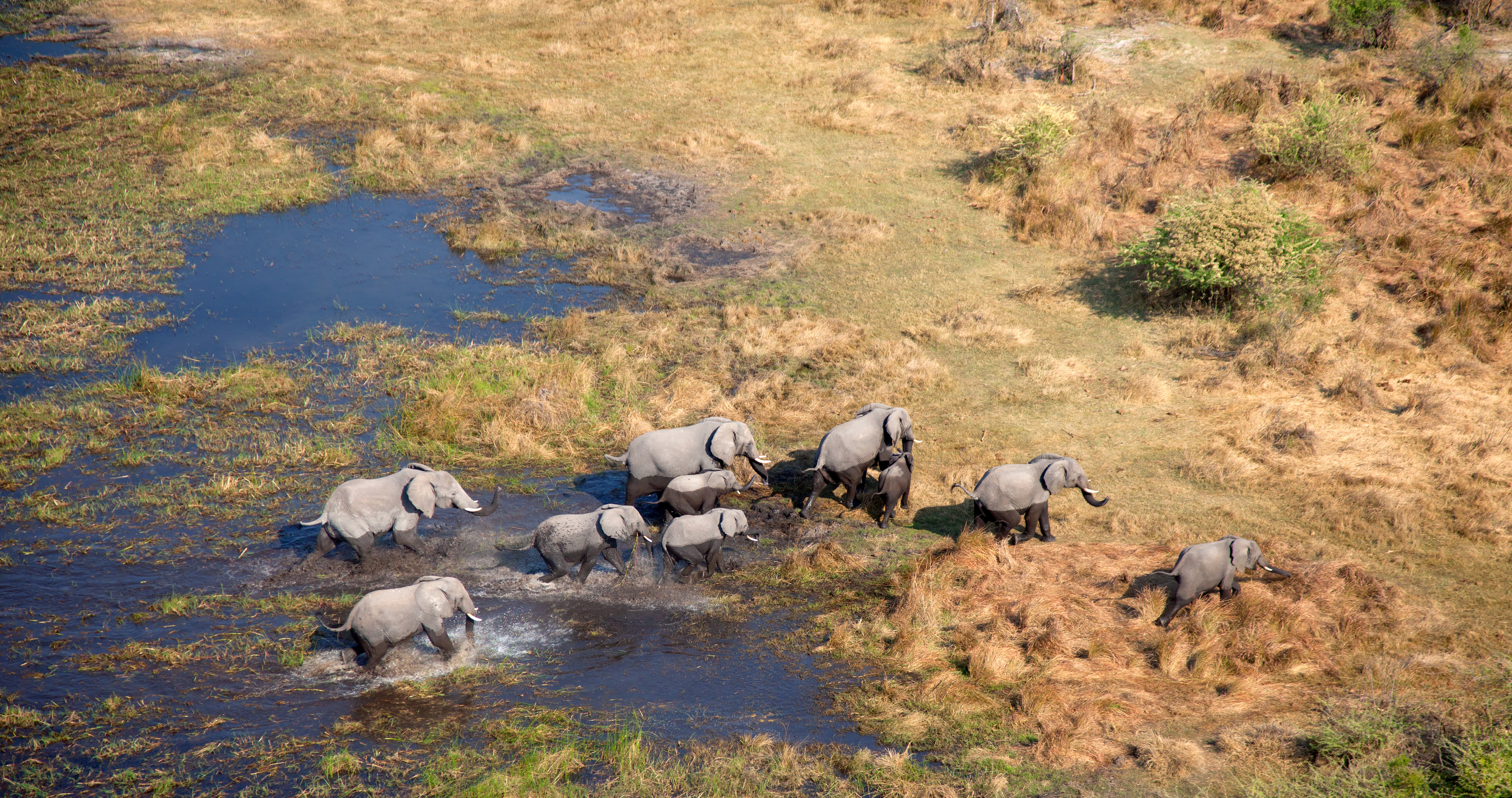 In love with Botswana, Walk into the wild, Safari tour, Nature's beauty, 3600x1900 HD Desktop