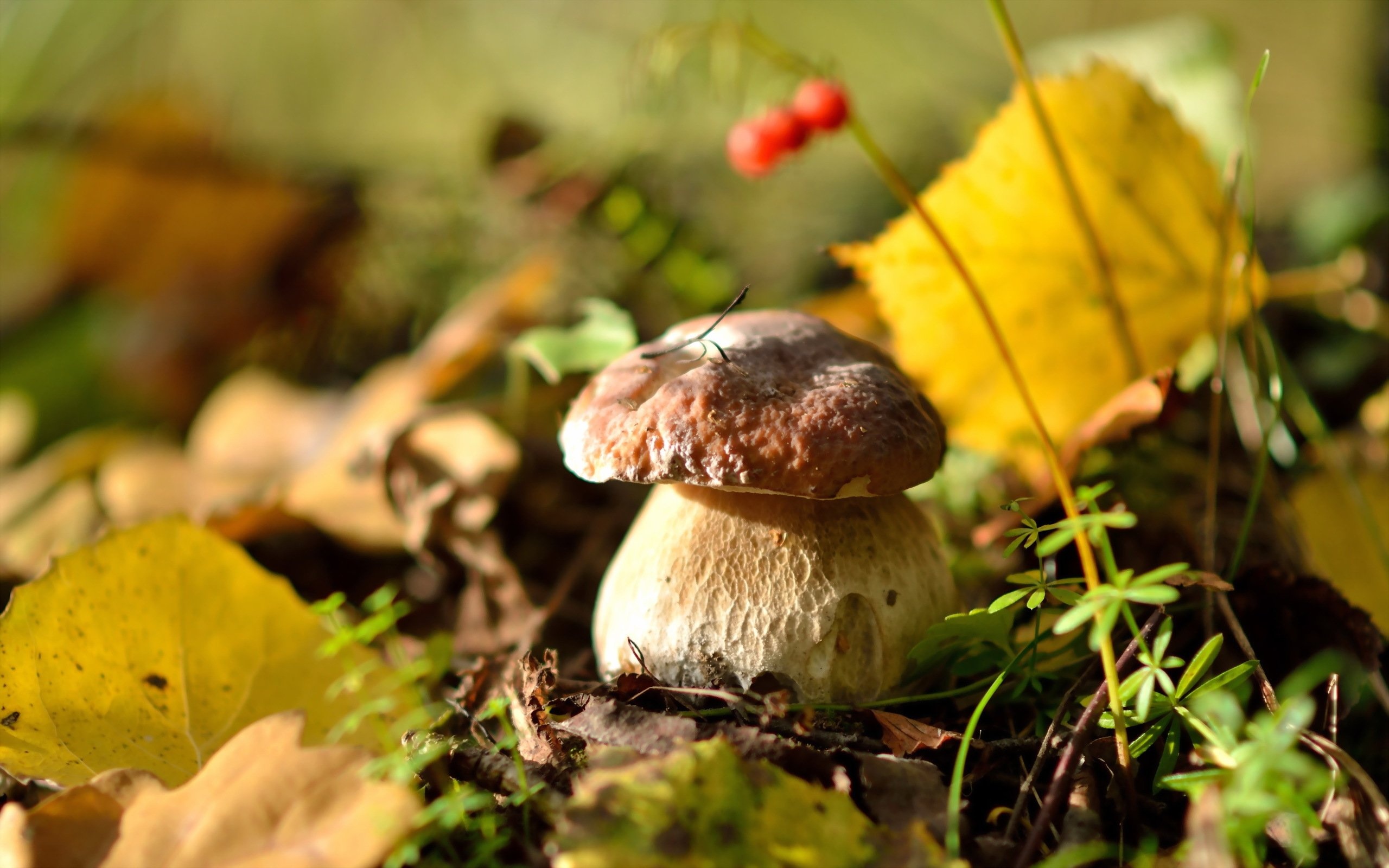 Mushroom forest leaves, autumn nature, 2560x1600 HD Desktop