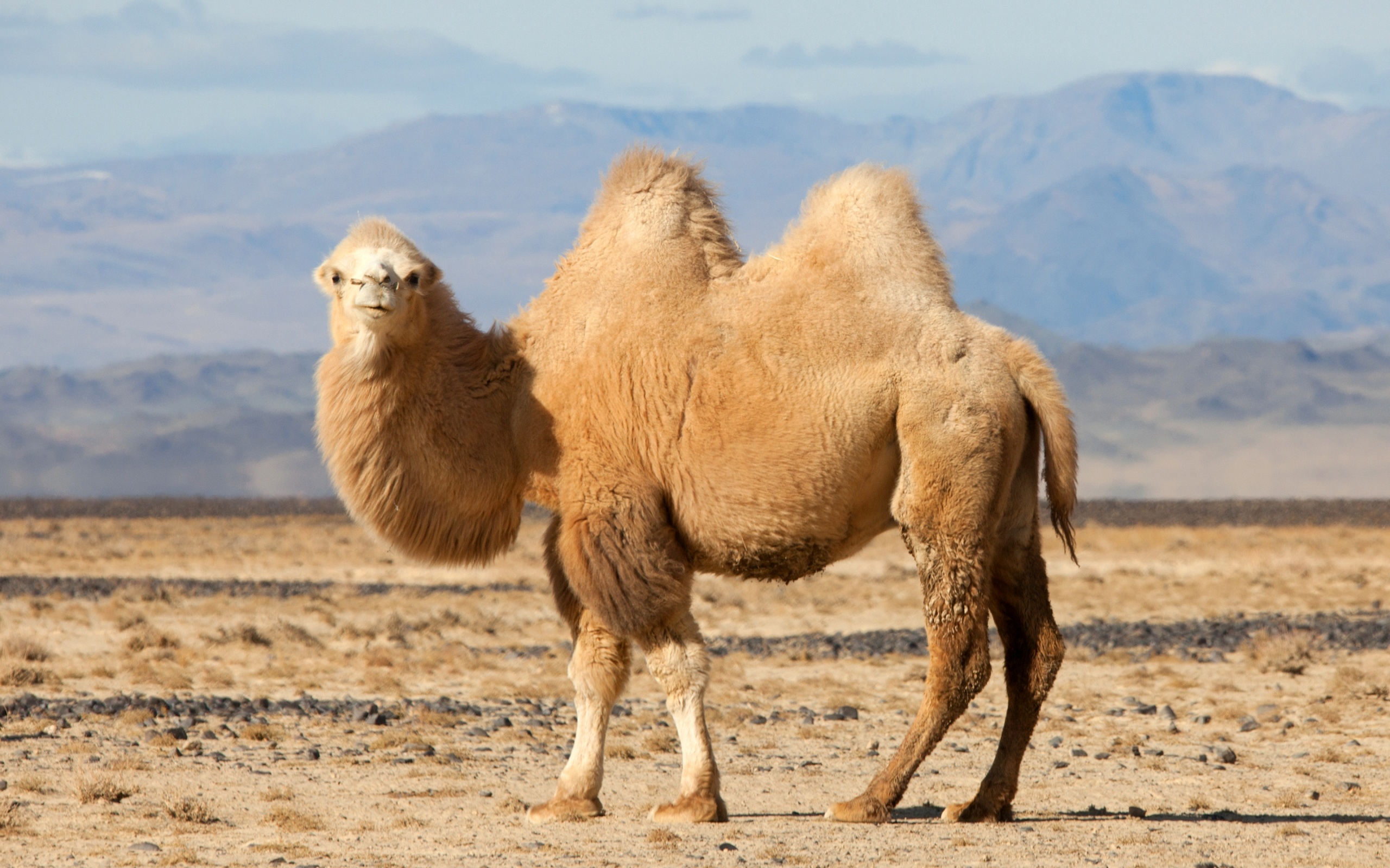 Camel wallpapers, Bactrian camel, 2560x1600 HD Desktop