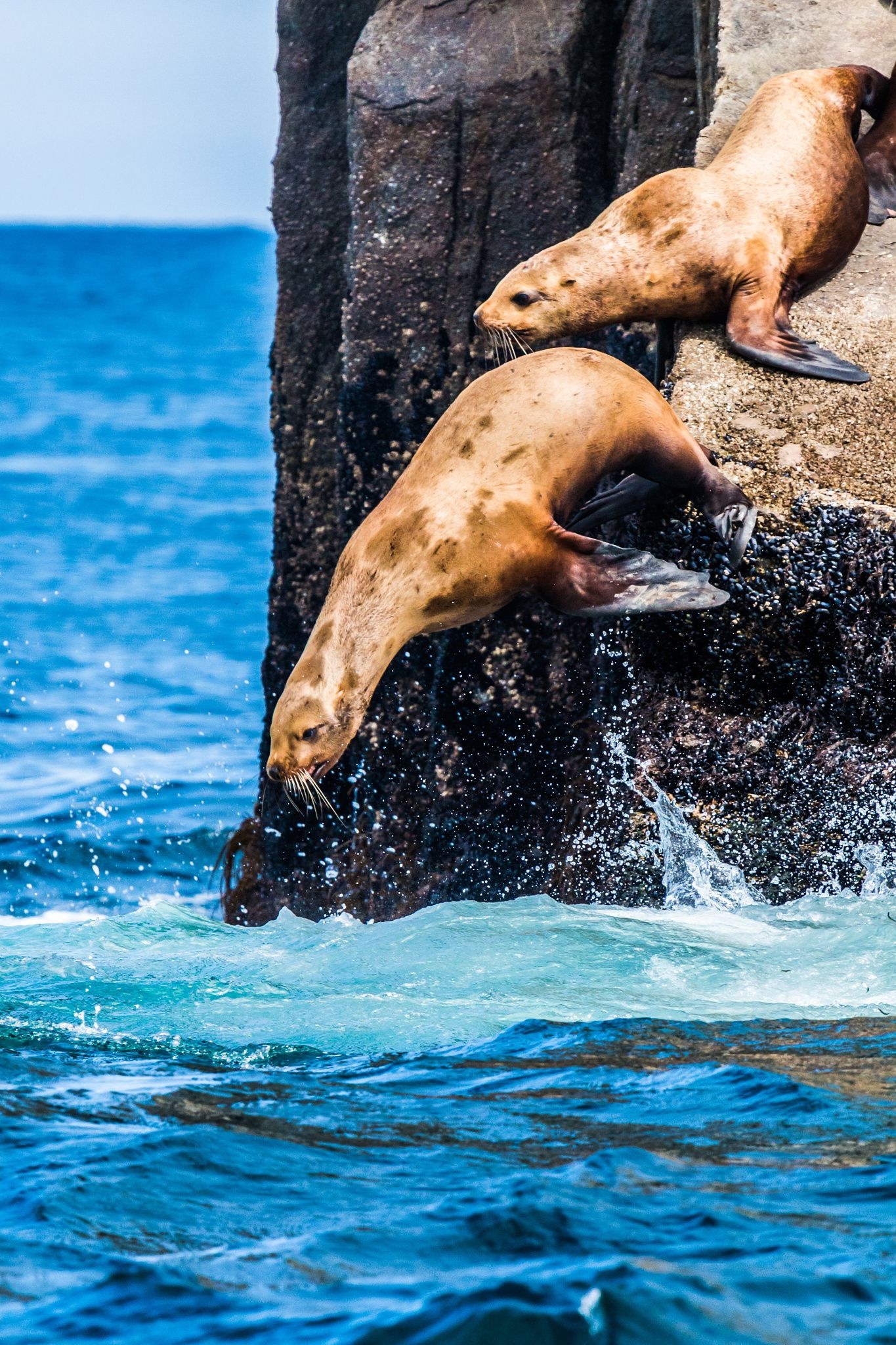 Diving sea lions, Animal planet wonders, Marine fascination, Undersea exploration, 1370x2050 HD Phone