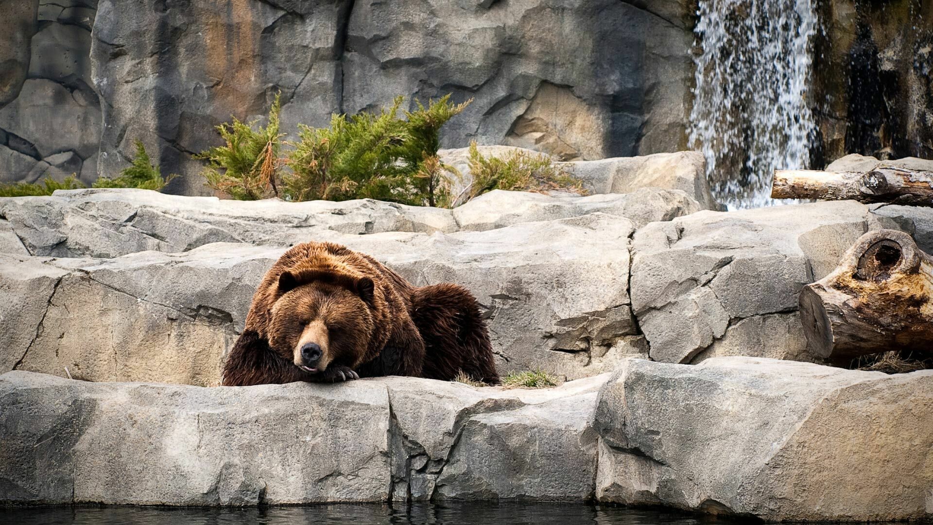 Bear: Grizzly, Ursus arctos horribilis, Generally larger and heavier than other bears. 1920x1080 Full HD Wallpaper.
