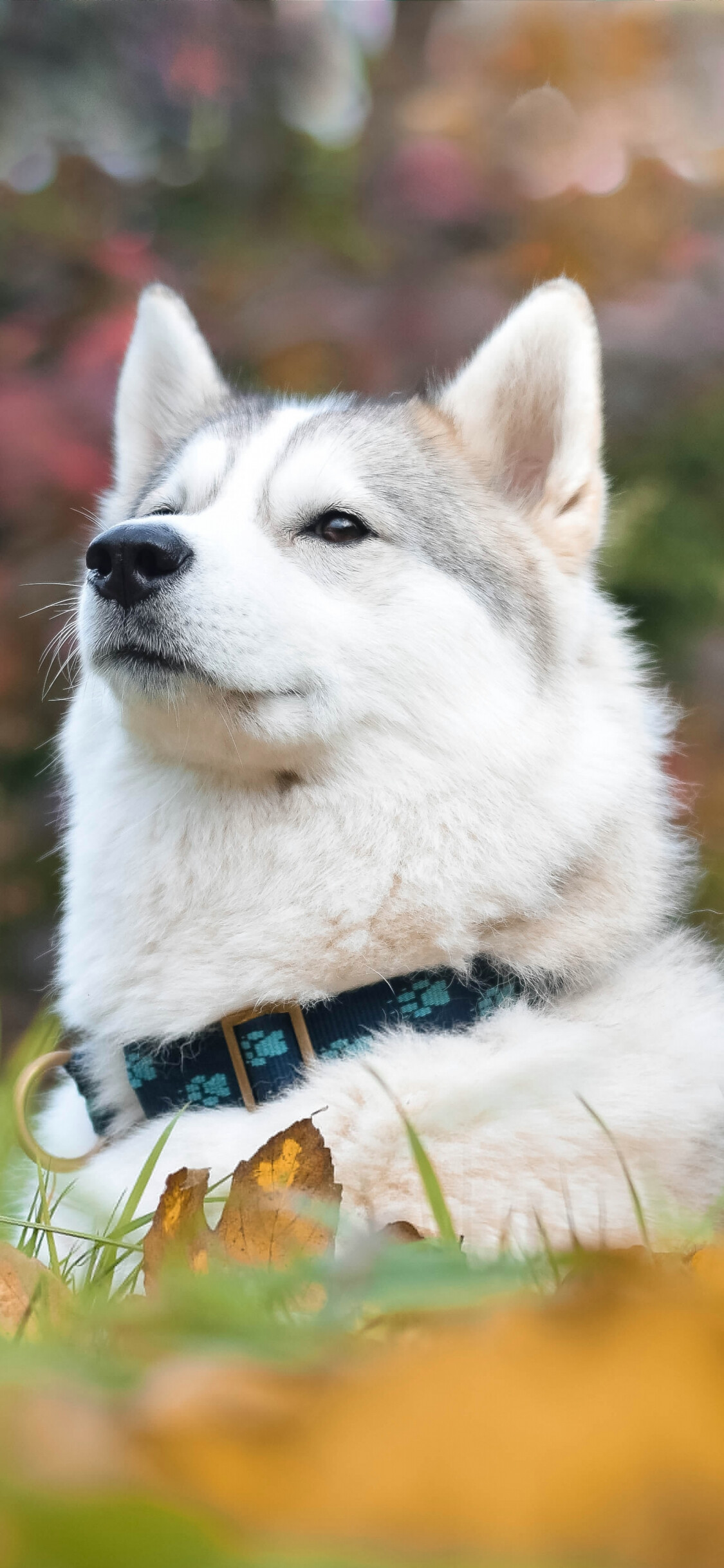 Husky dog, Proud face, Portrait photography, Wide-screen wallpaper, 1130x2440 HD Phone