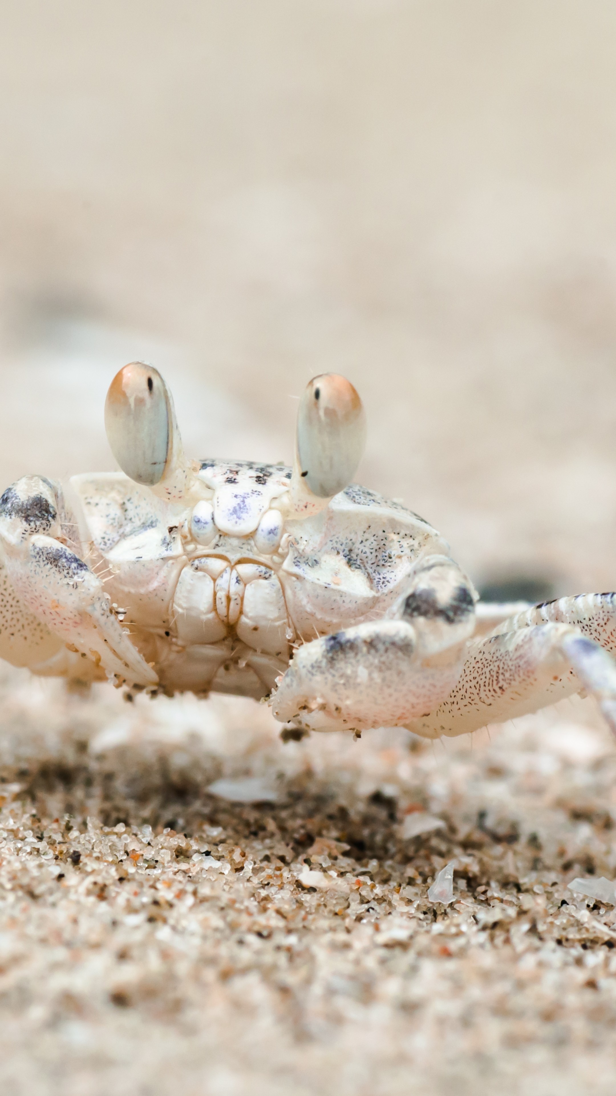 Crab: Sand bubbler crab, Khao Sam Roi Yot National Park, Thailand, Animals. 2160x3840 4K Background.