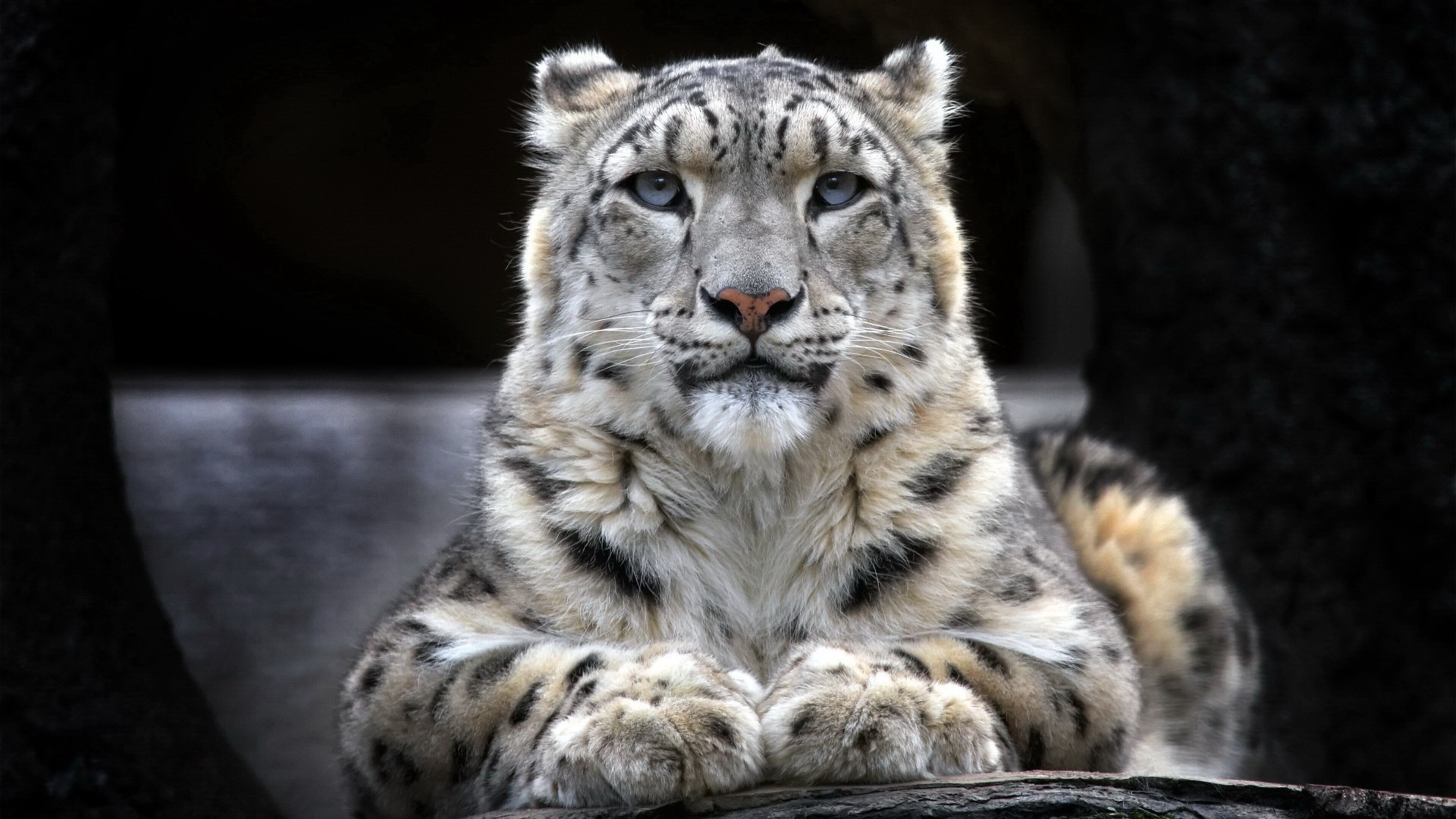 Snow Leopard, 4K HD wallpapers, Stunning imagery, High-quality, 3840x2160 4K Desktop