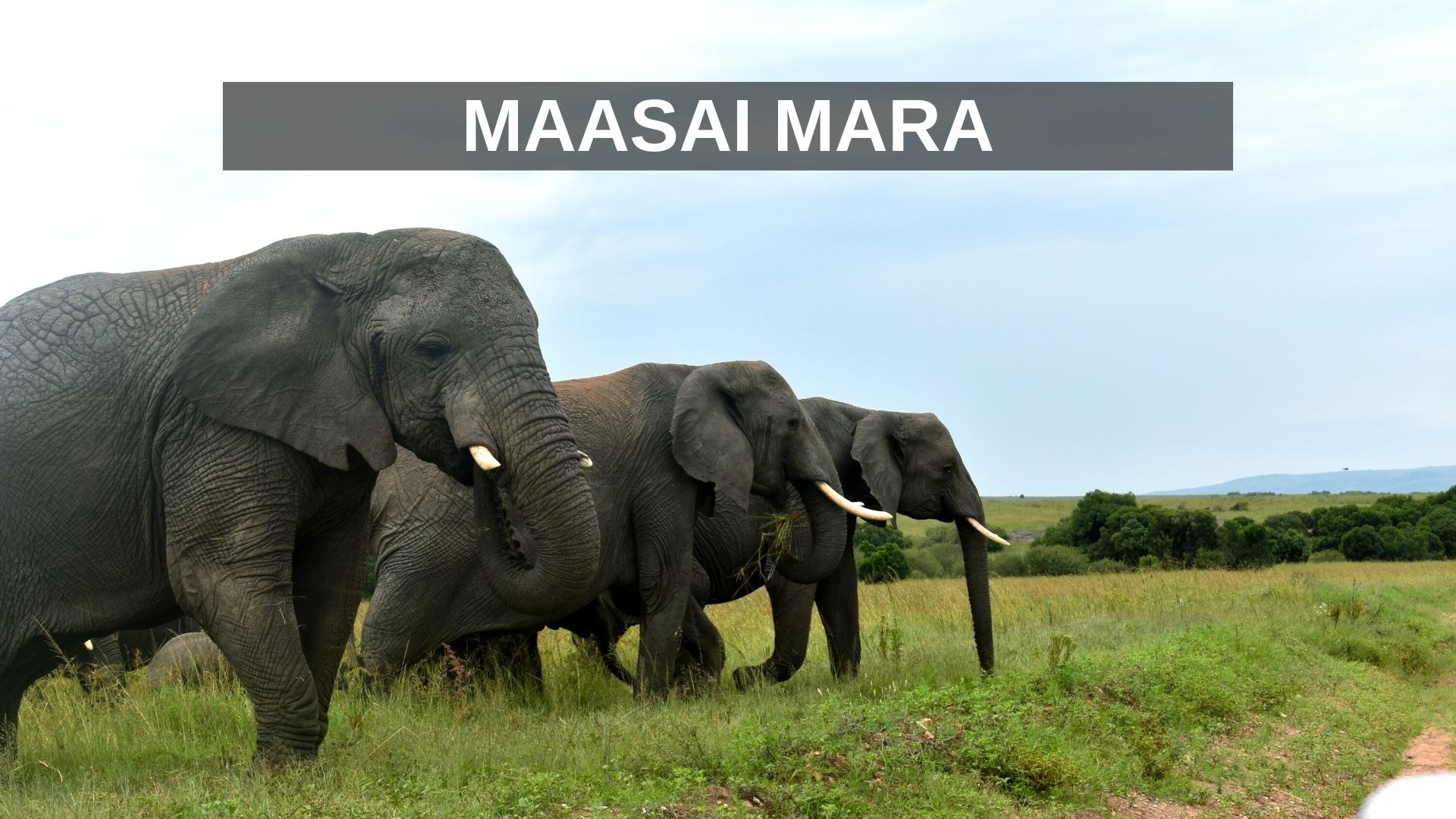 Fesselnde Schönheit der Maasai Mara, 1920x1080 Full HD Desktop