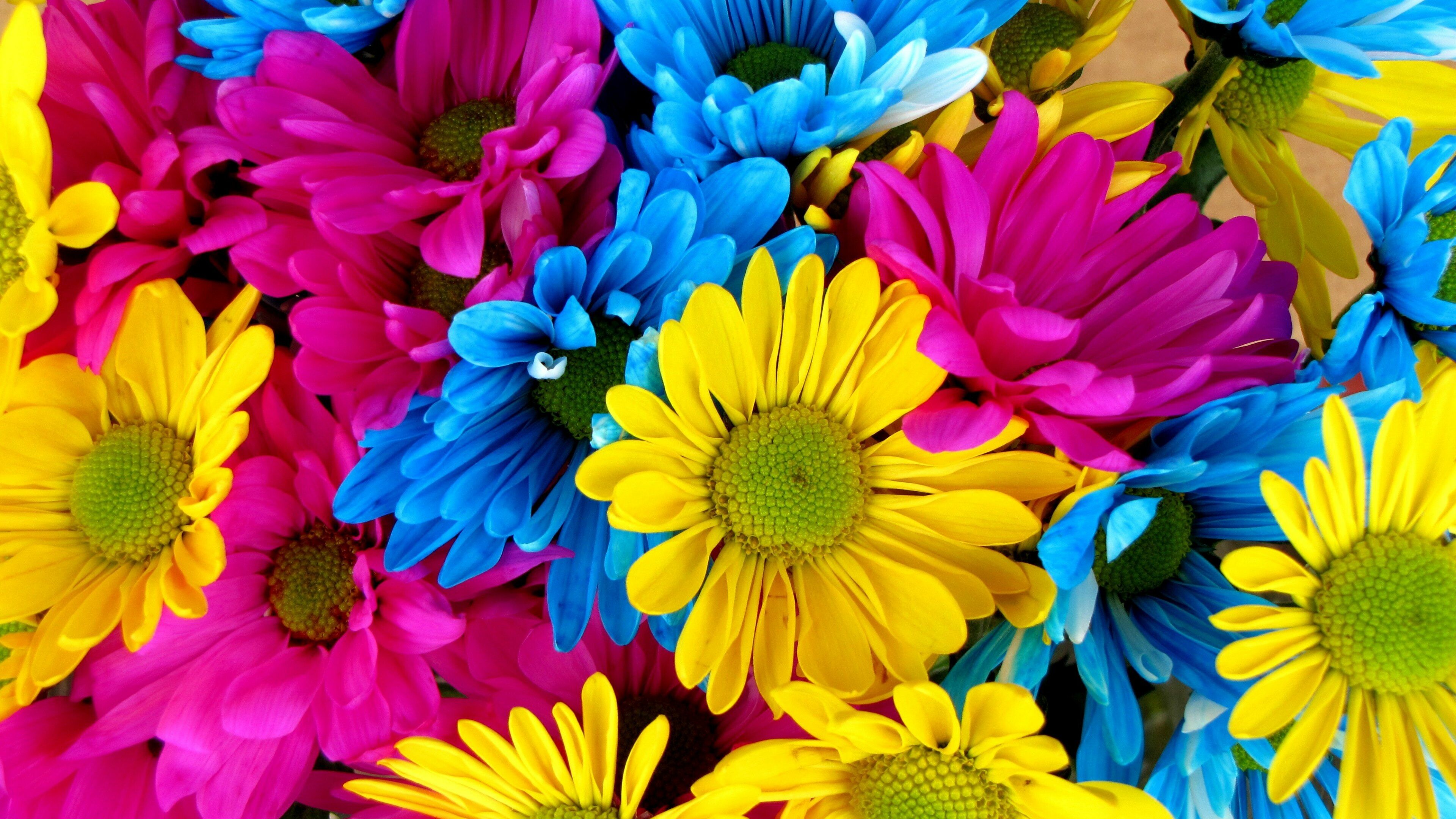 Daisy: A European species of the family Asteraceae, Colorfulness, Flower. 3840x2160 4K Background.