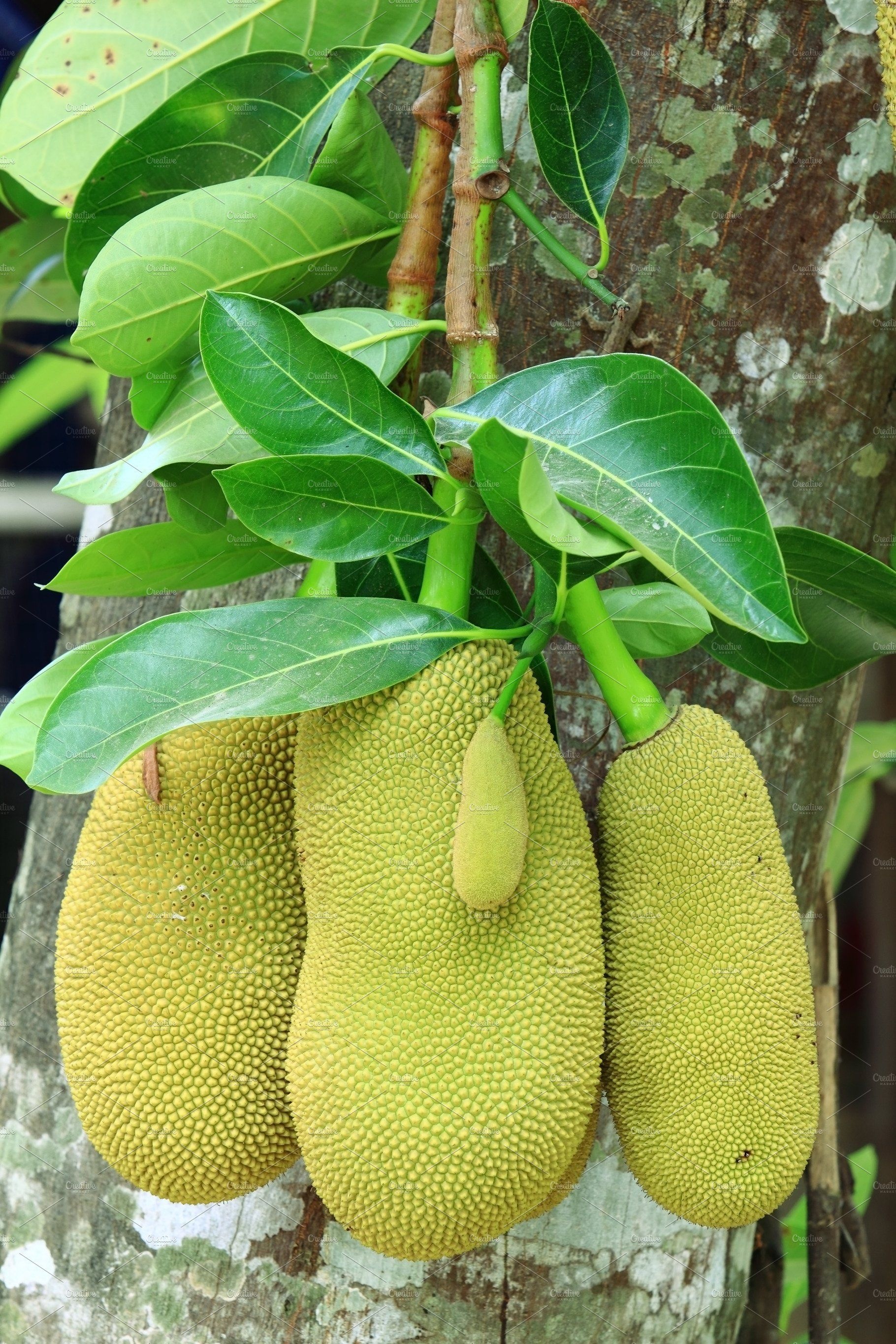 Jackfruit fruit, Tropical produce, Nature's bounty, Fruit and flowers, 1820x2730 HD Phone