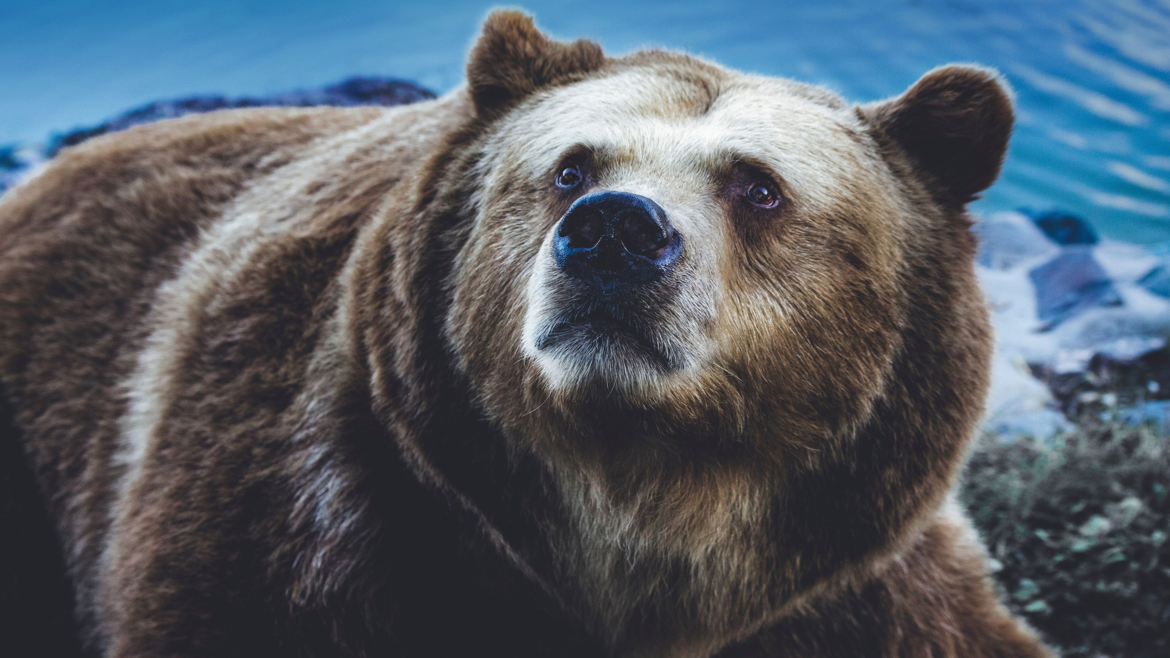 Grizzly Bear, 4k bear wallpapers, 4k bear backgrounds, 3840x2160 4K Desktop