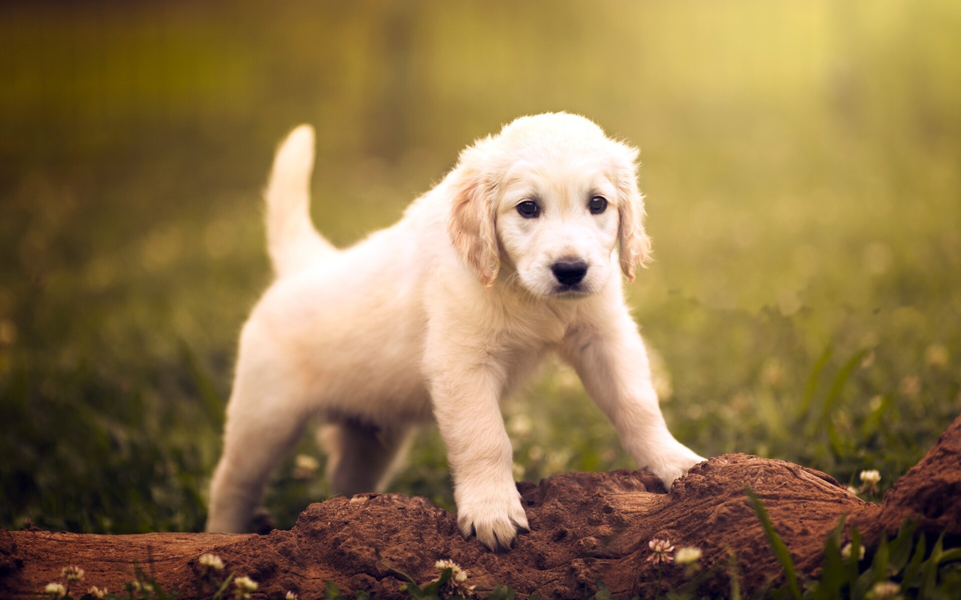 Golden Retriever: These sturdy, medium-sized dogs grow to about 55–75 pounds and typically live to be about 10–12 years old. 1920x1200 HD Wallpaper.