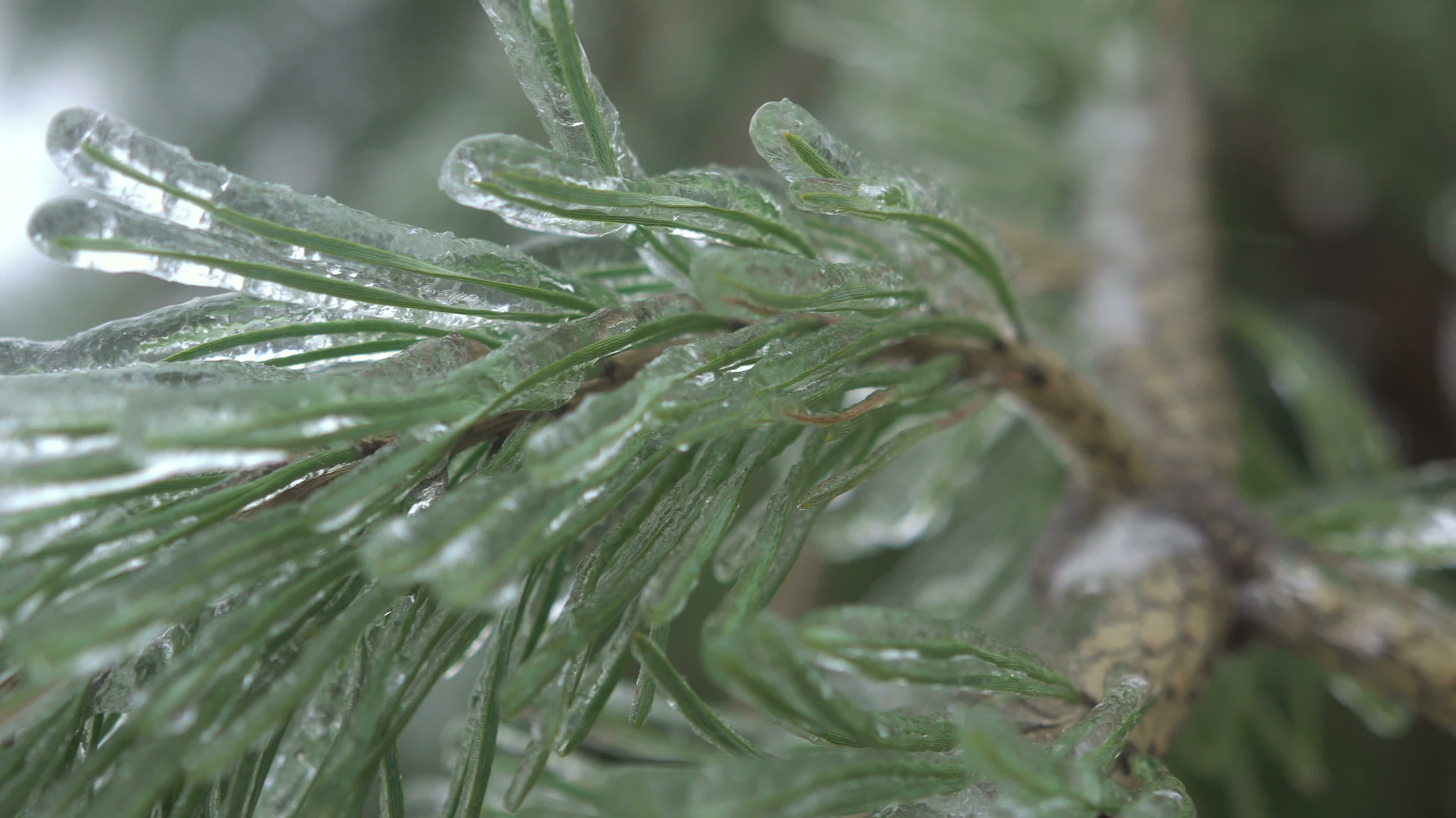 Icy freezing rain, Thuja tree, Stunning visual, Stock video, 3840x2160 4K Desktop