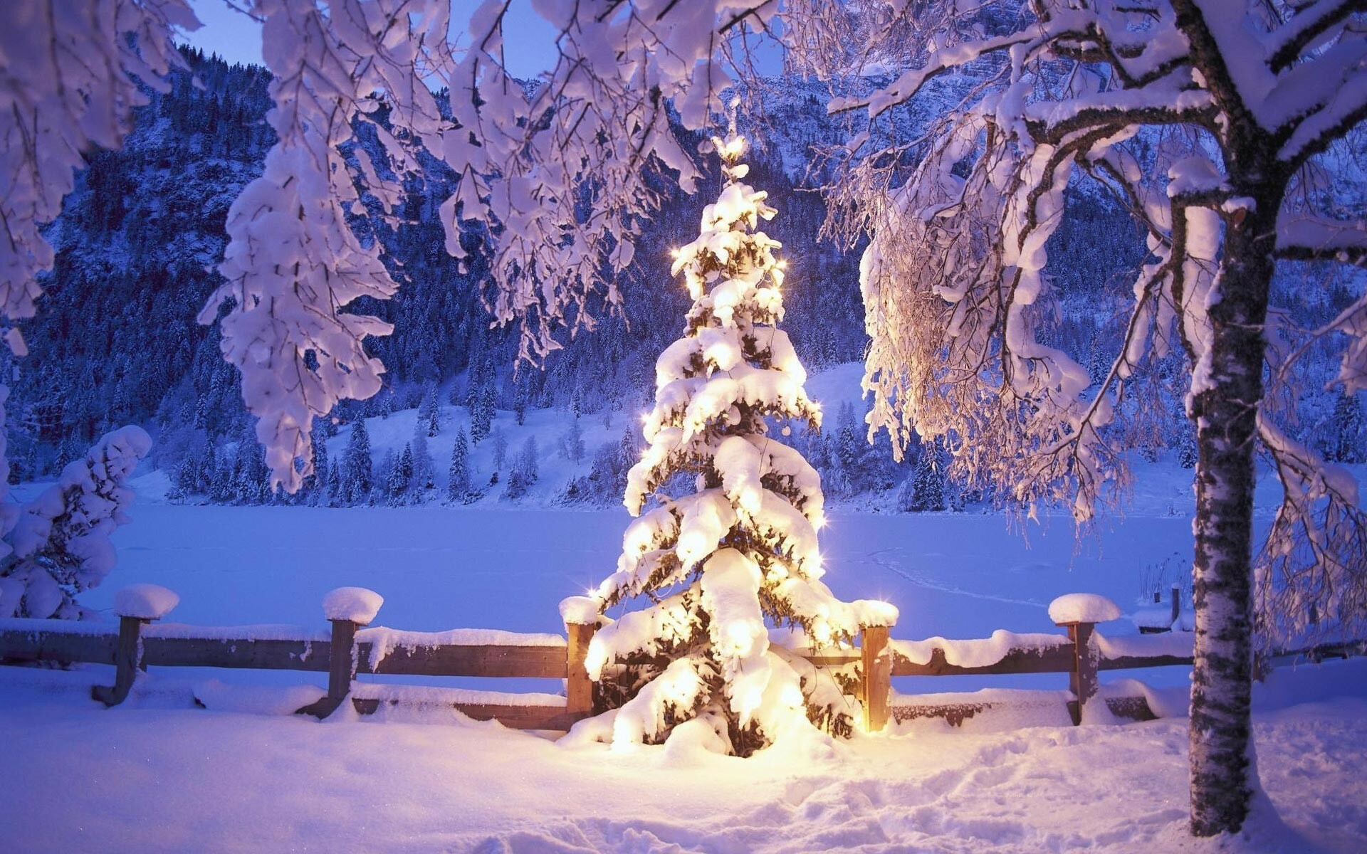 Christmas tree background, Festive season symbol, Decorative beauty, Joyful ambiance, 1920x1200 HD Desktop
