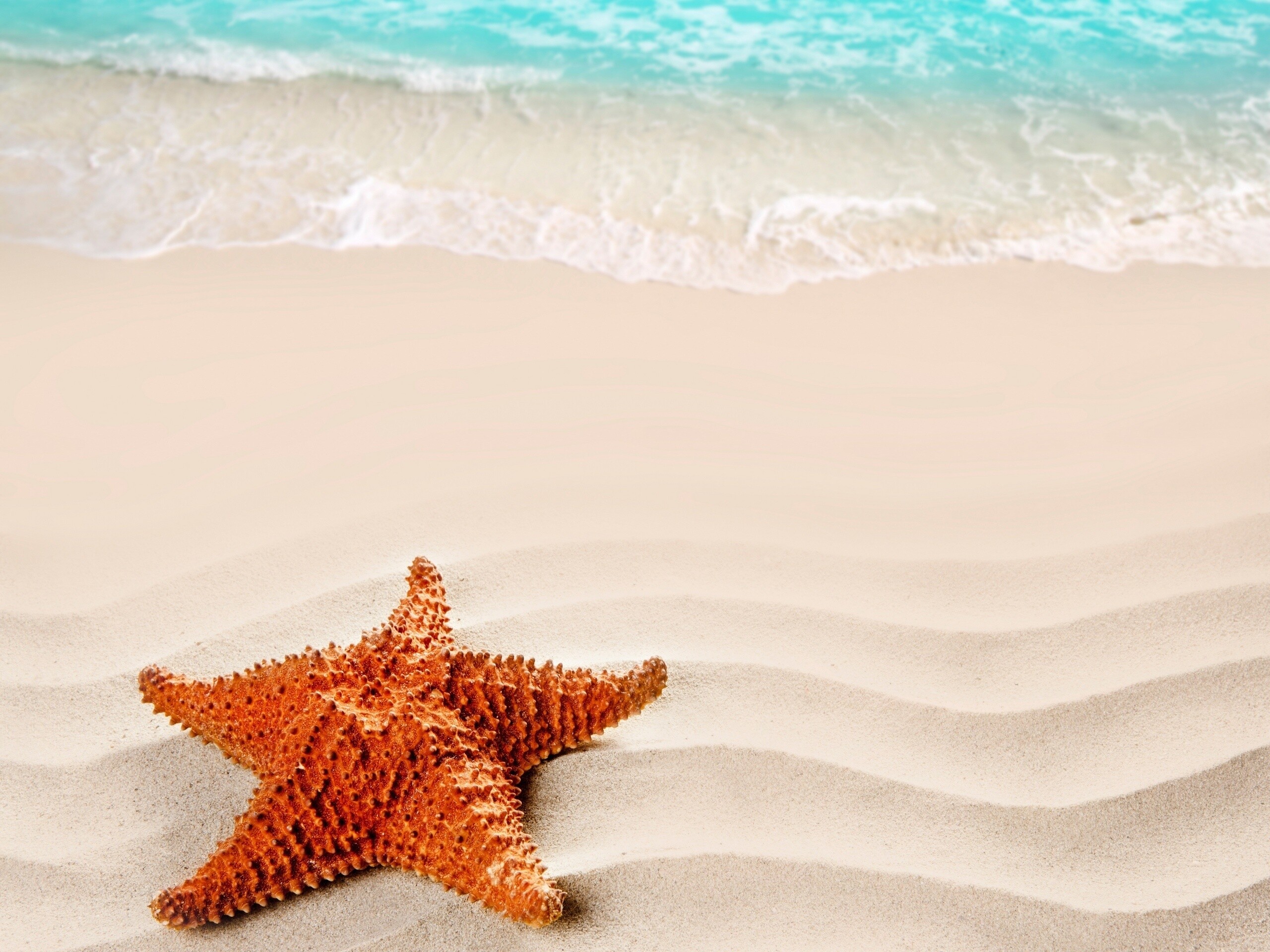 Starfish: Starfish Ocean Underwater Wallpapers posted by Christopher Anderson. 2560x1920 HD Background.