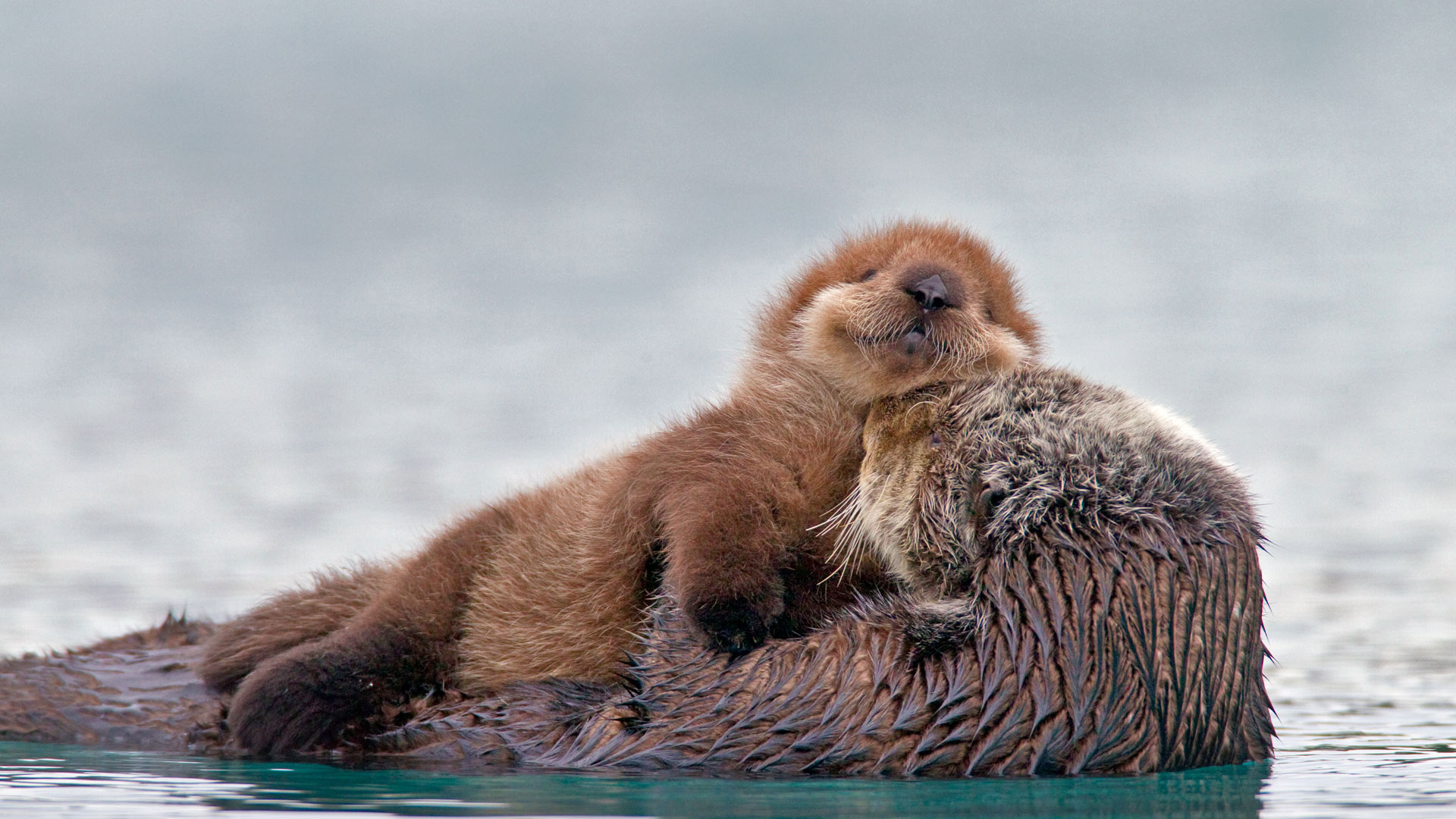Sea otter with pup, Prince William Sound, Alaska, Scenic, 1920x1080 Full HD Desktop