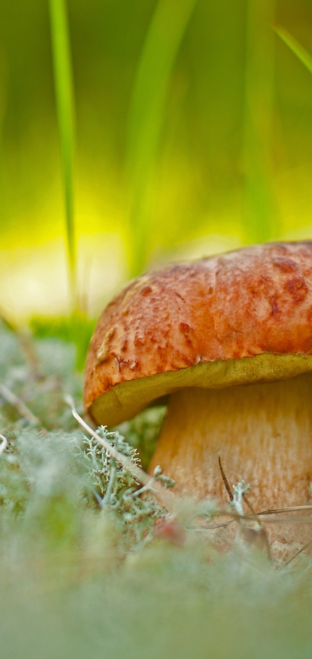 Earth mushroom, Natural wonder, Fungal marvel, Nature's artwork, 1080x2280 HD Phone