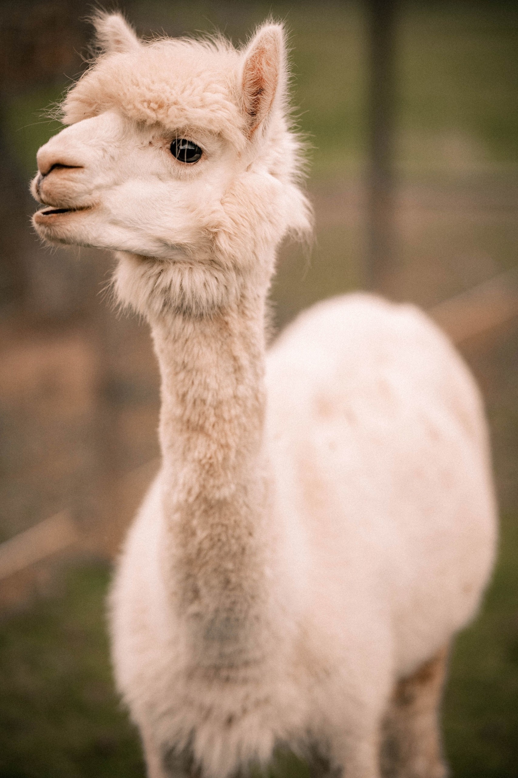 Happy alpaca moments, Joyful alpaca farm, Content alpaca family, Alpaca bliss, 1710x2560 HD Phone