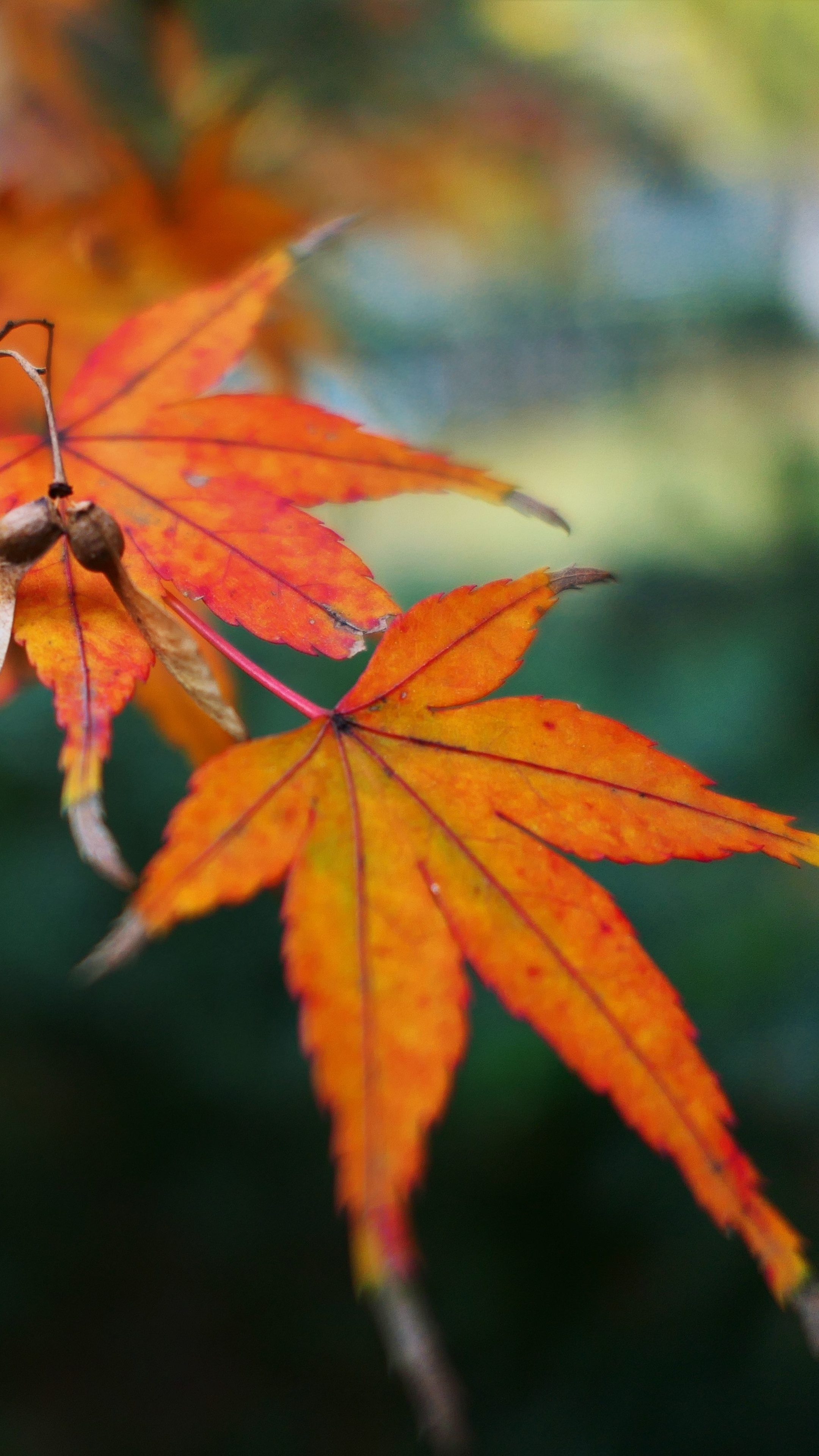Fall leaf, Autumn maple, Golden snitch, Sony Xperia X XZ Z5 Premium, 2160x3840 4K Handy