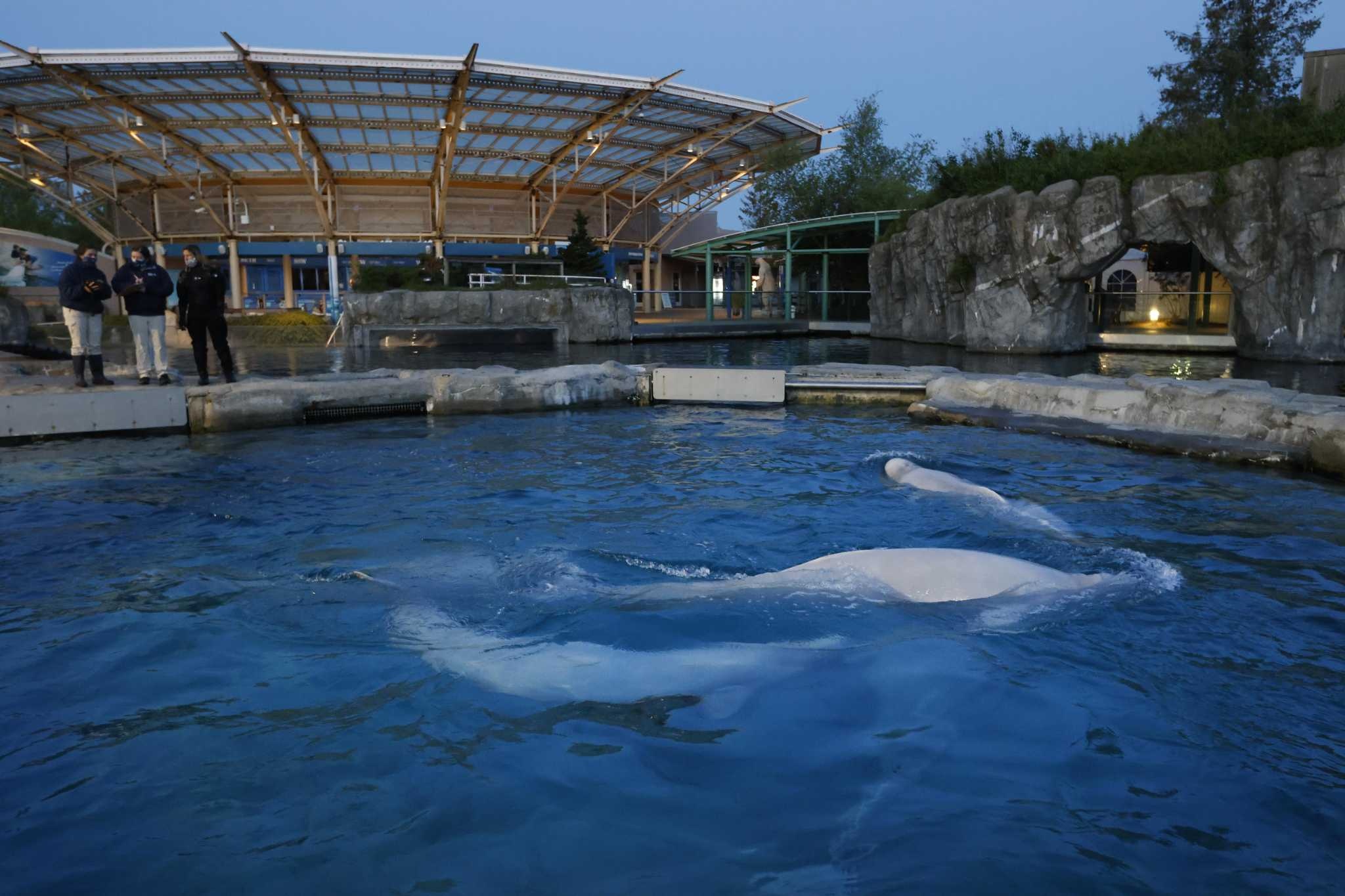 Mystic Aquarium (Connecticut), Beluga whales, Wildlife conservation, Marine life, 2050x1370 HD Desktop