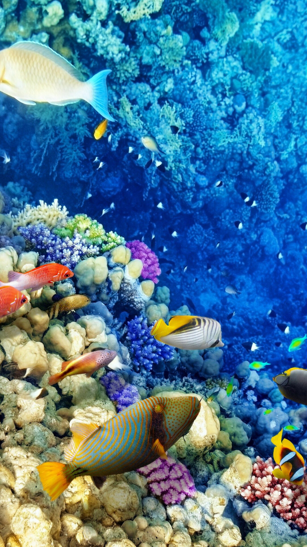 Coral Reef: Provides important habitats for seabird species, some endangered. 1080x1920 Full HD Background.