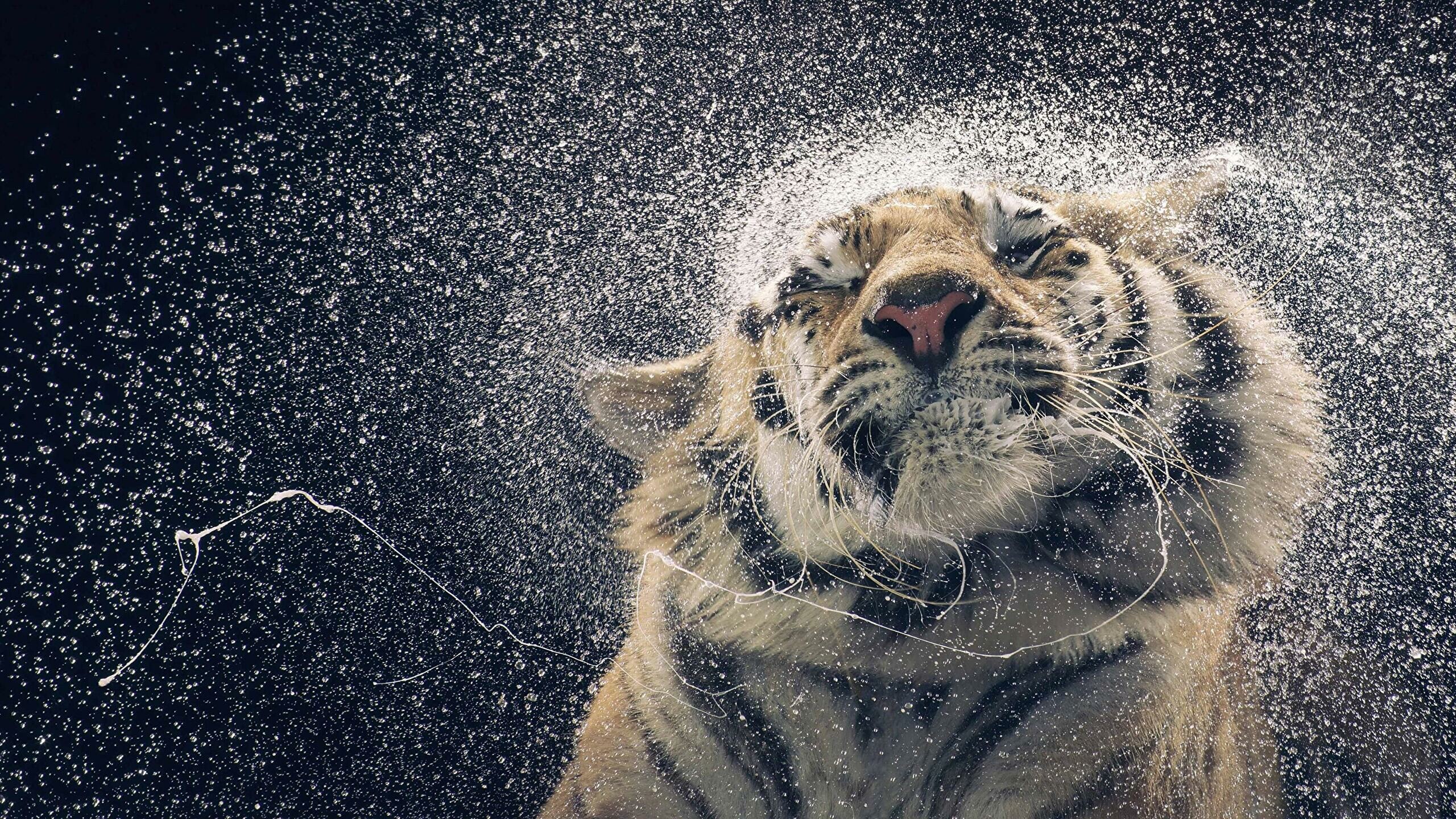 Tiger: Tigers have been known to reach up to 20 years of age in the wild. 2560x1440 HD Background.