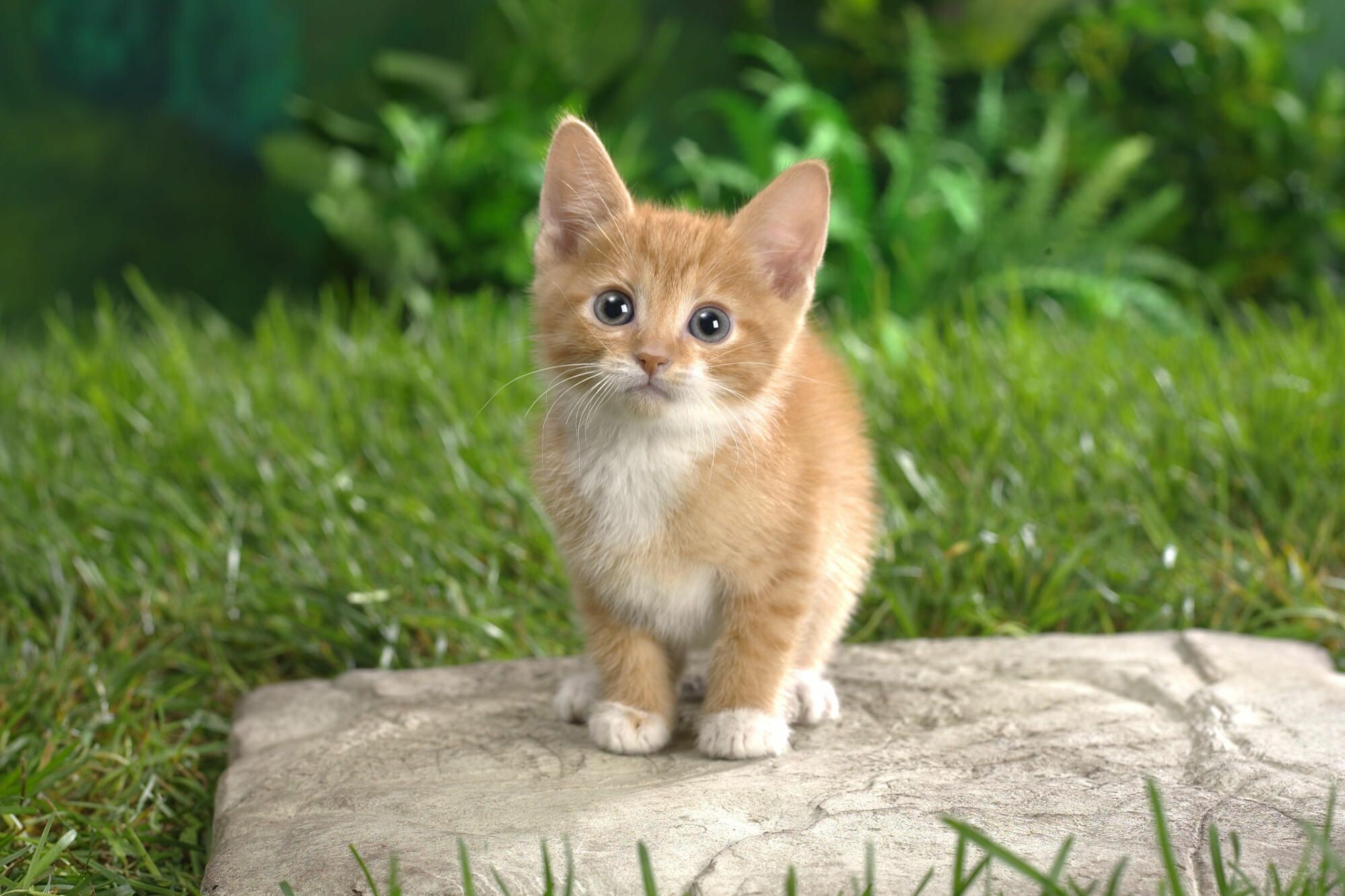 Kitten: An animal commonly kept as house pets, Feline. 2000x1340 HD Wallpaper.