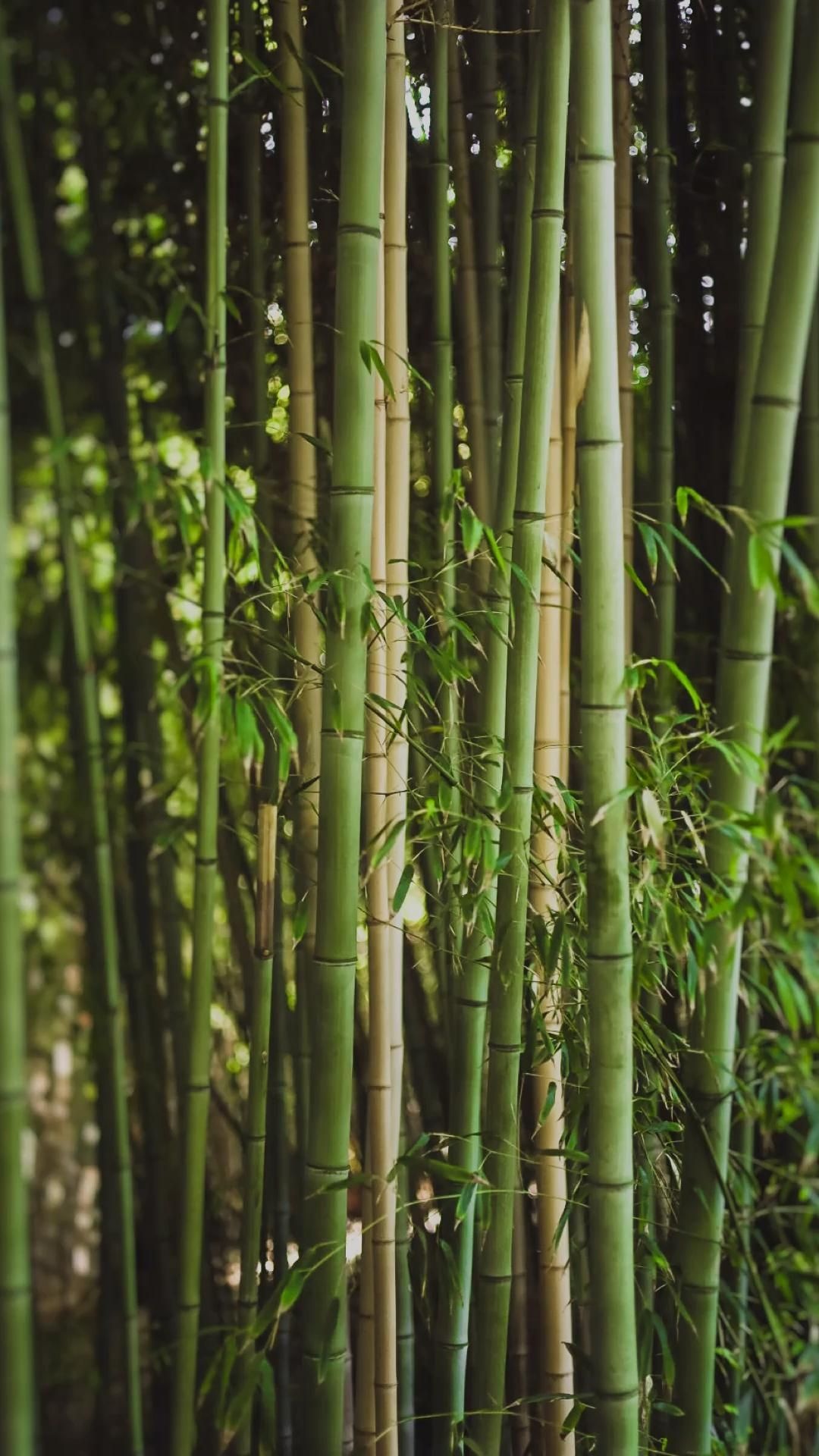 Bamboo: Green plants, An arborescent grass of tropical which shoots that are used for food. 1080x1920 Full HD Background.