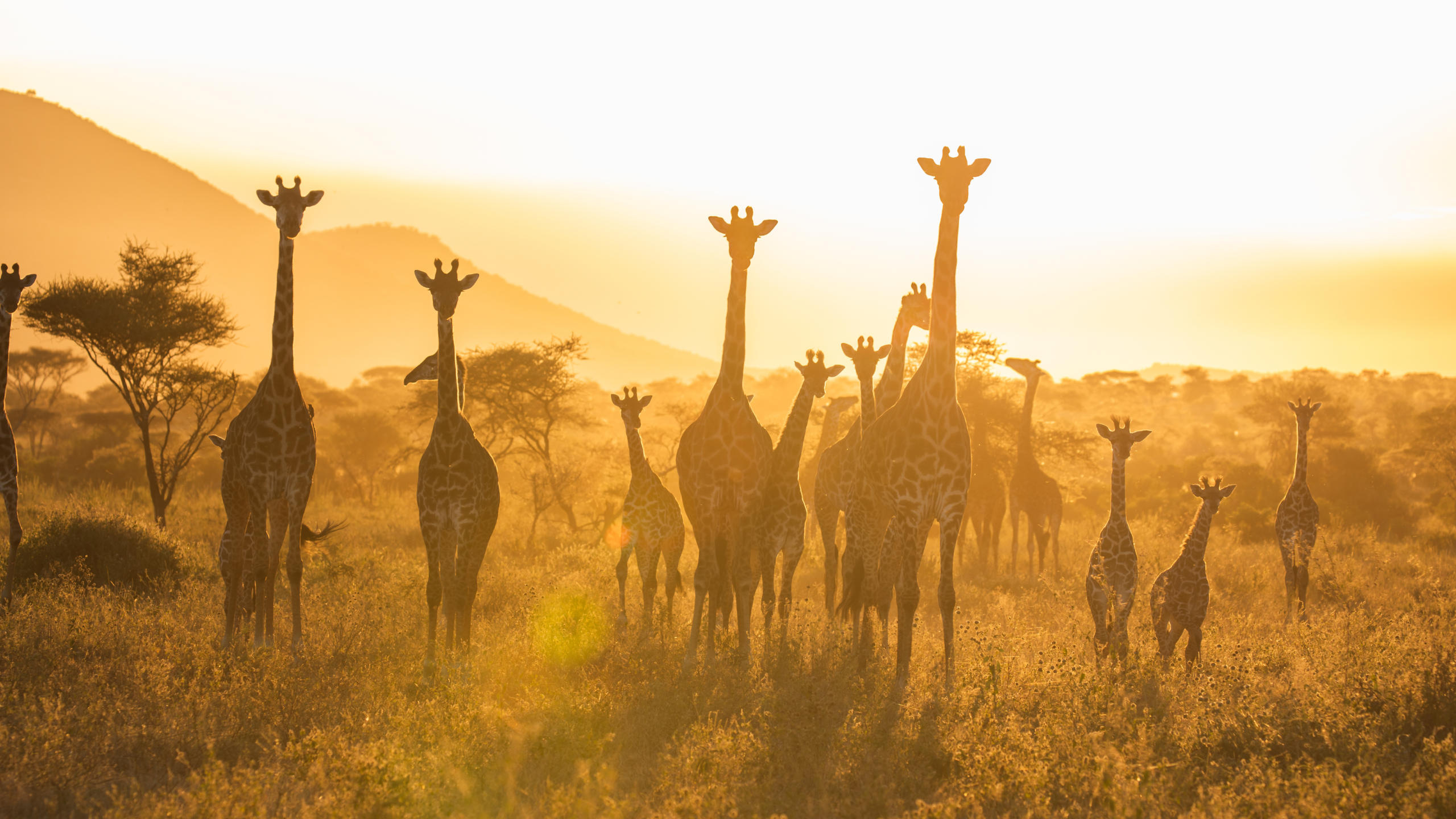 Serengeti National Park, Frankfurt Zoological Society, Wildlife conservation, Conservation projects, 2560x1440 HD Desktop