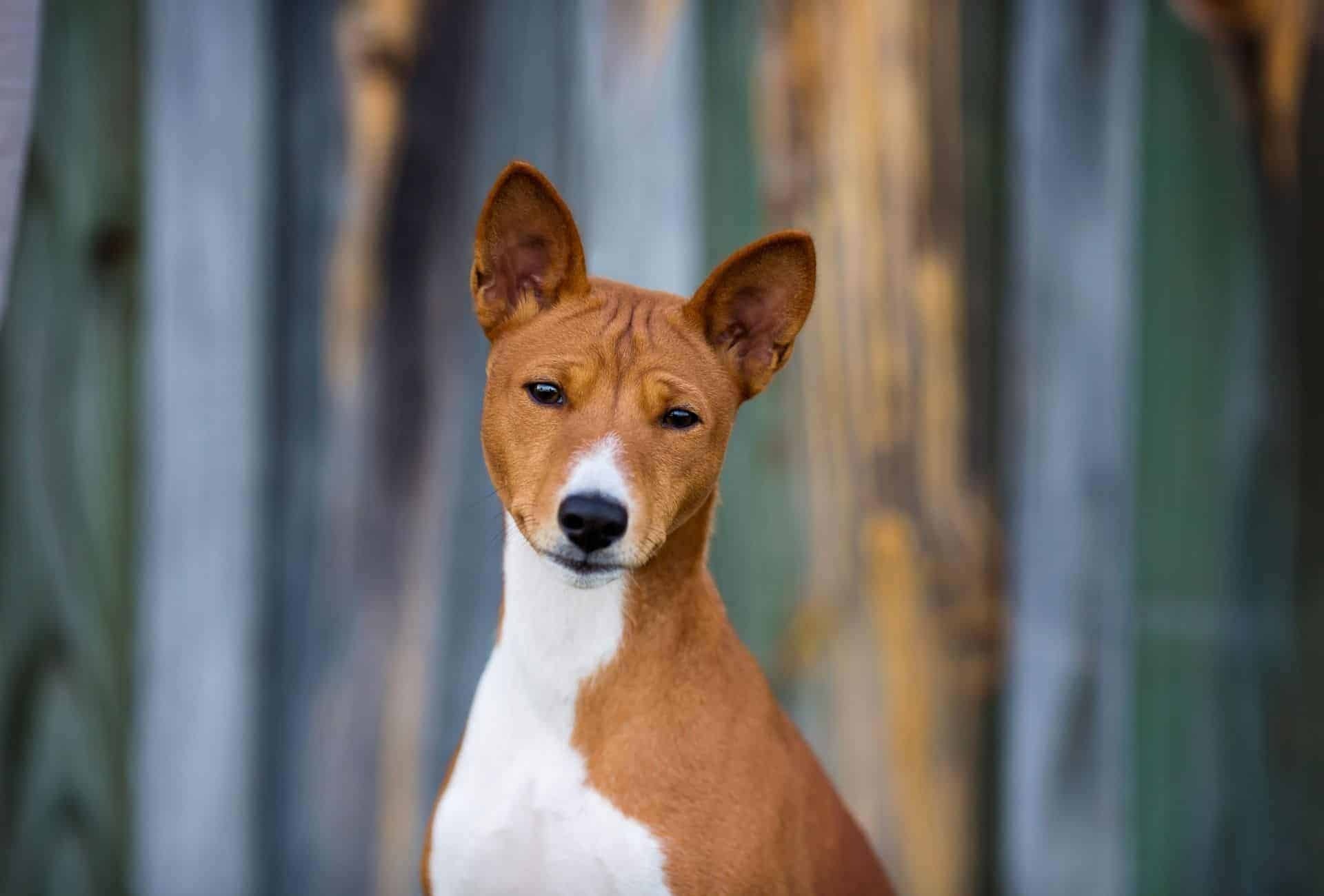 Basenji Dog, Healthy puppies, Cost of ownership, Pawleaks insights, 1920x1300 HD Desktop