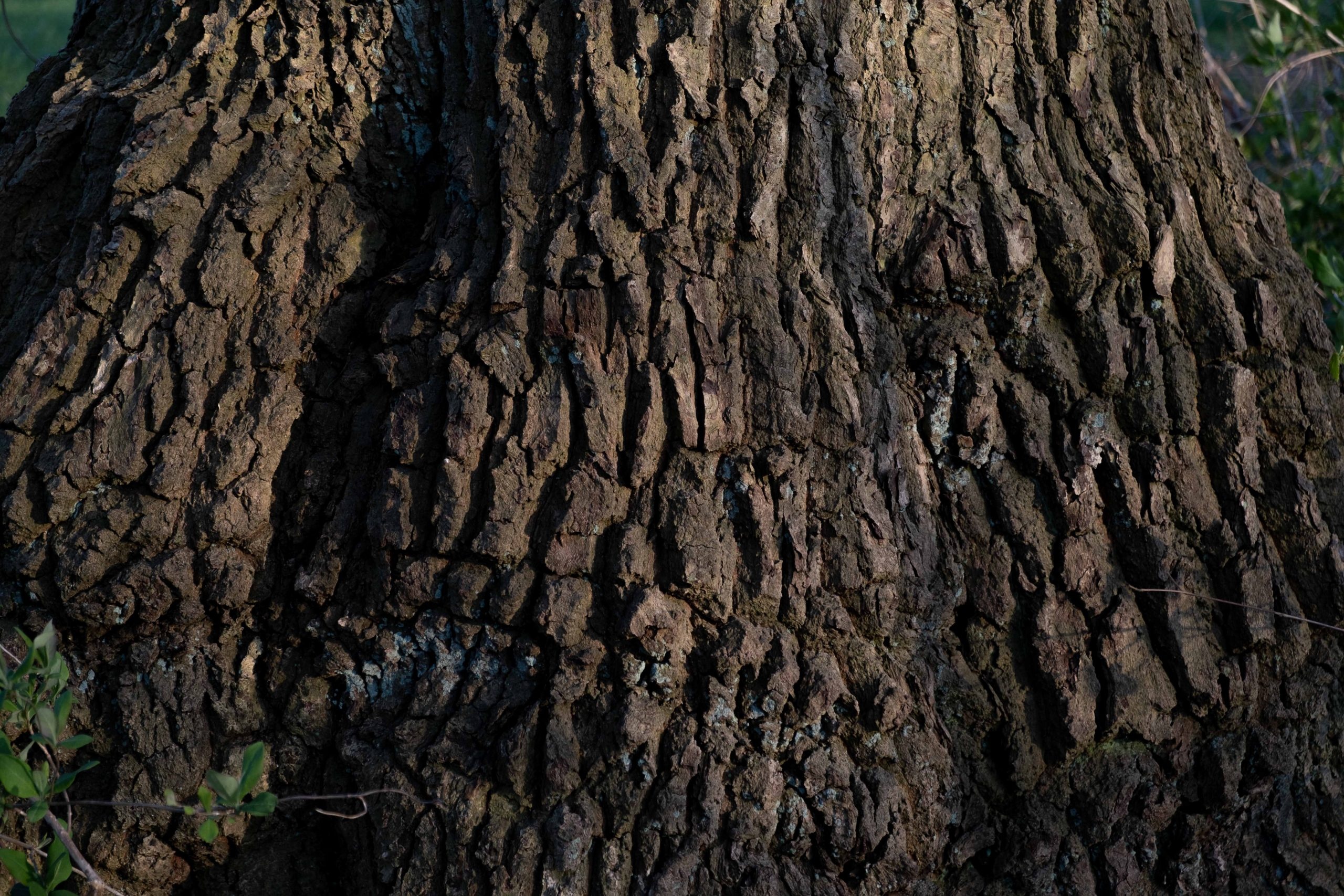 Oak Tree, Gnarly bark, Realistic oak trees, Wargaming, 2560x1710 HD Desktop