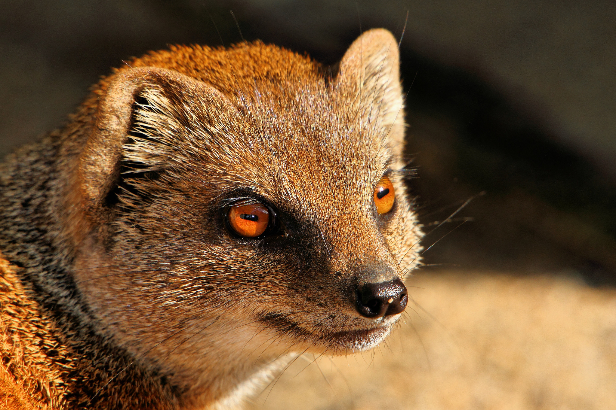 Mongoose, Agile predator, Camouflaged hunter, Wildlife close-up, 2050x1370 HD Desktop