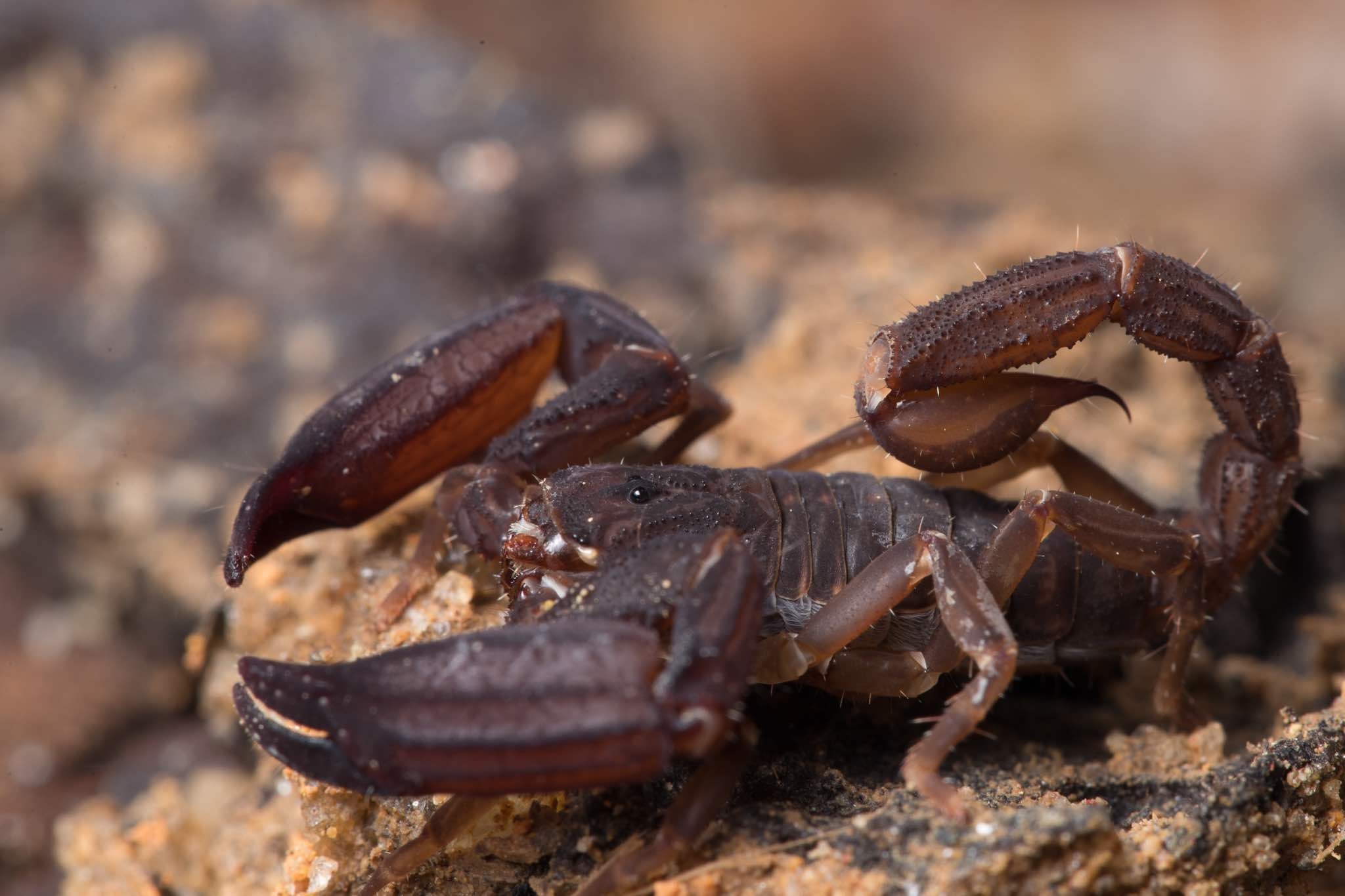 Scorpion (Animal): Ghost scorpion, Recorded in Malaysian rainforest, Crustacean. 2050x1370 HD Background.
